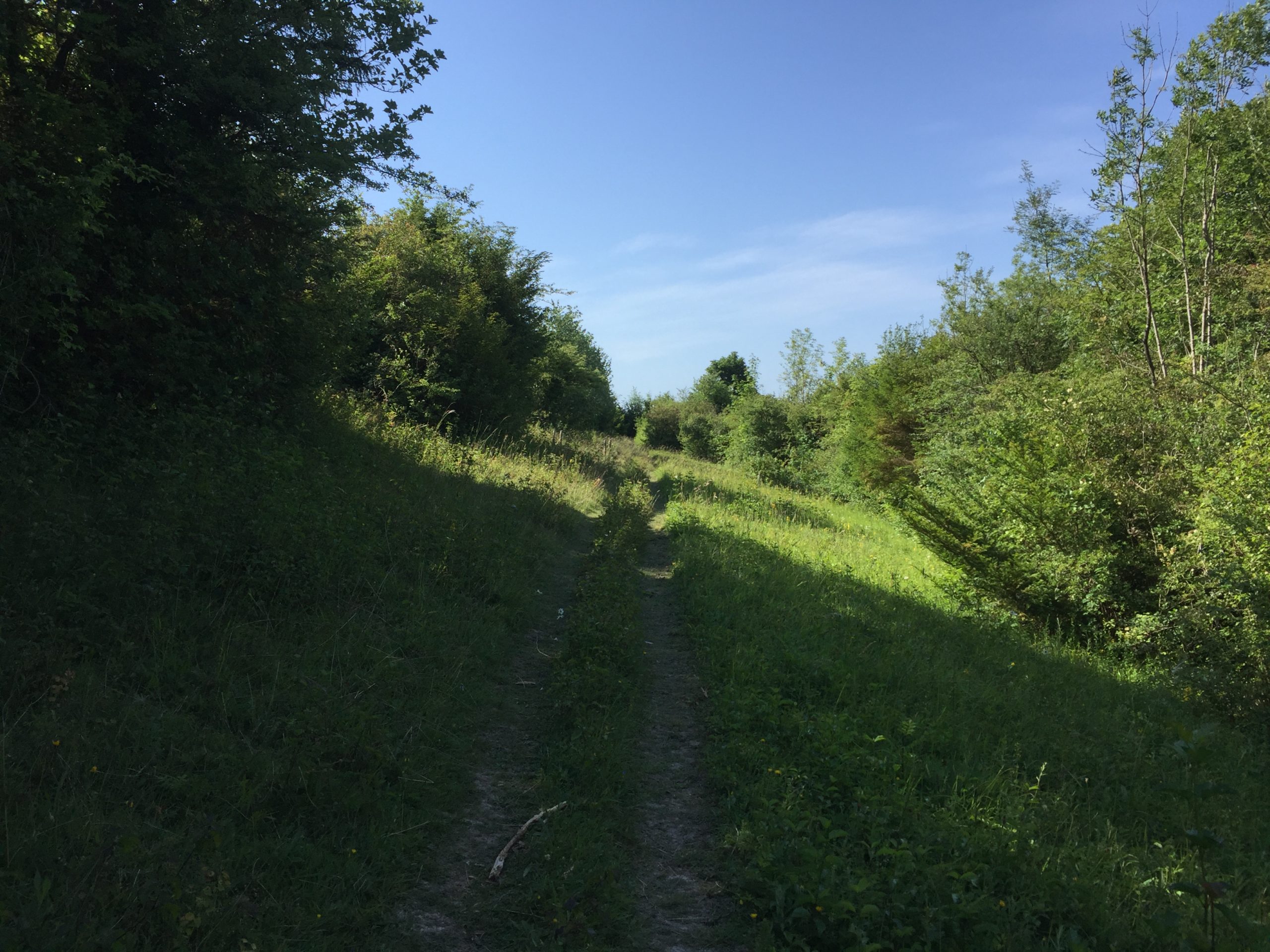Path through grassland in summer