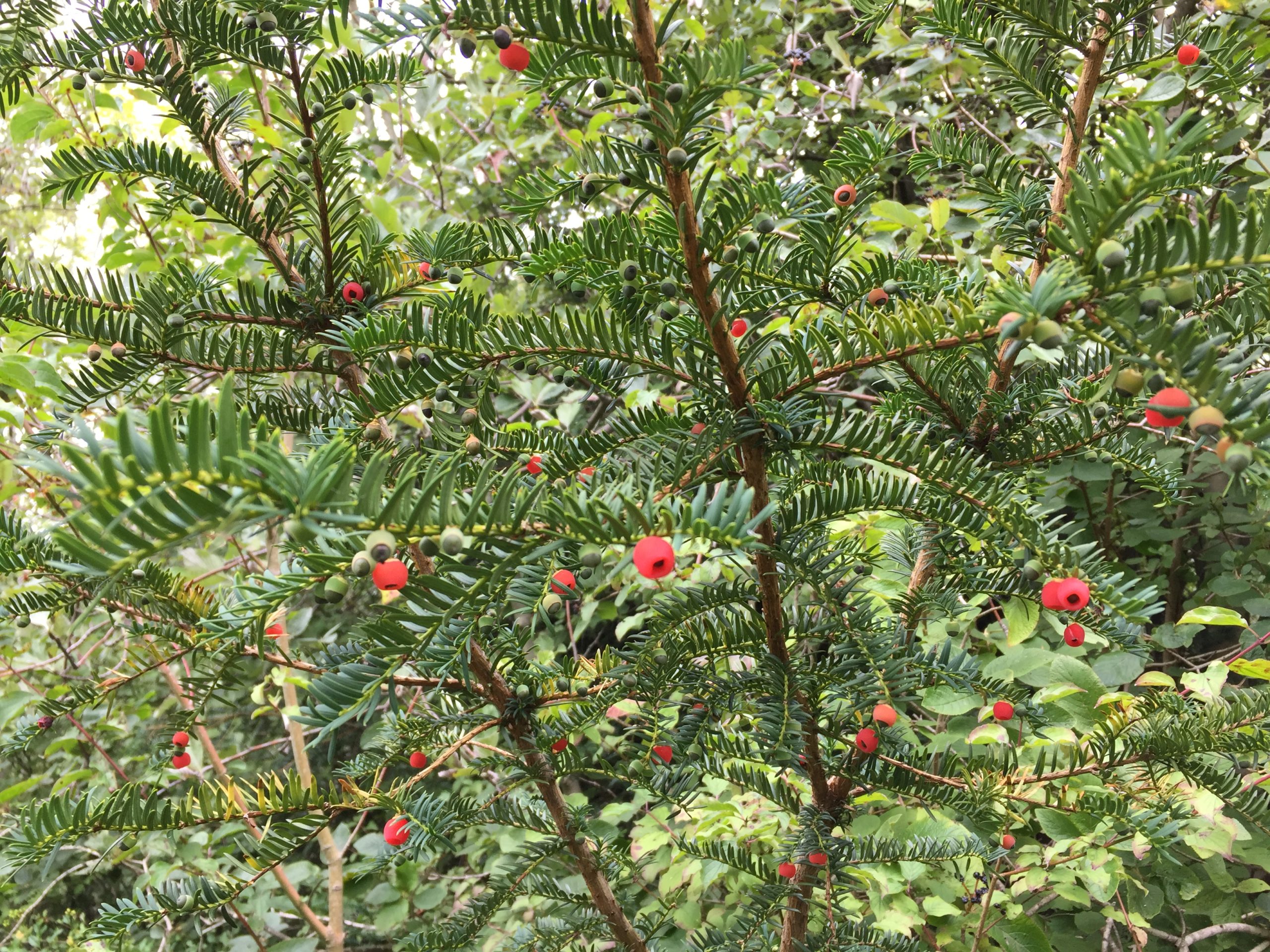 Berries on yew tree