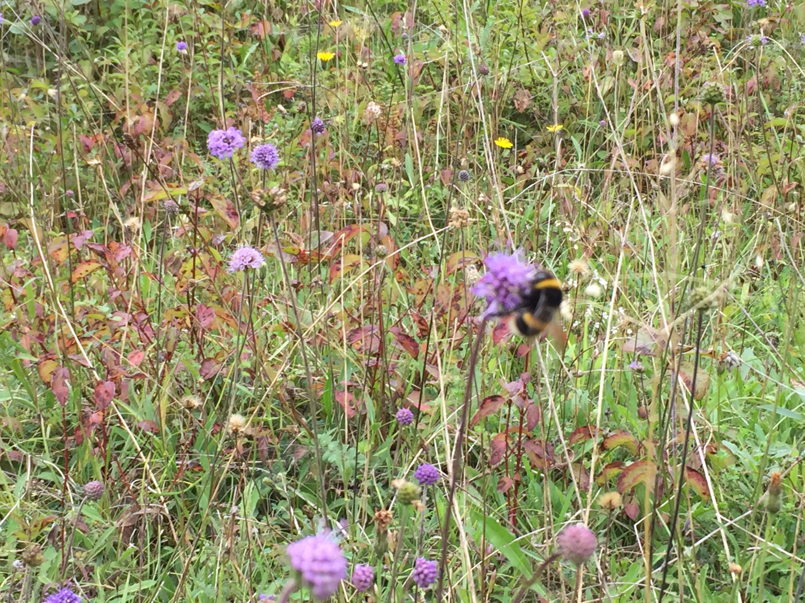 Bee on flower in chalk grassland