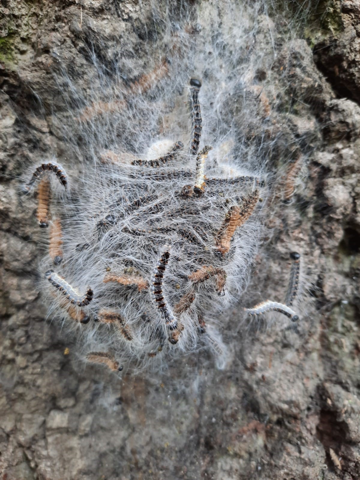 Nest of Oak Processionary Moth Caterpillars on trunk of oak tree