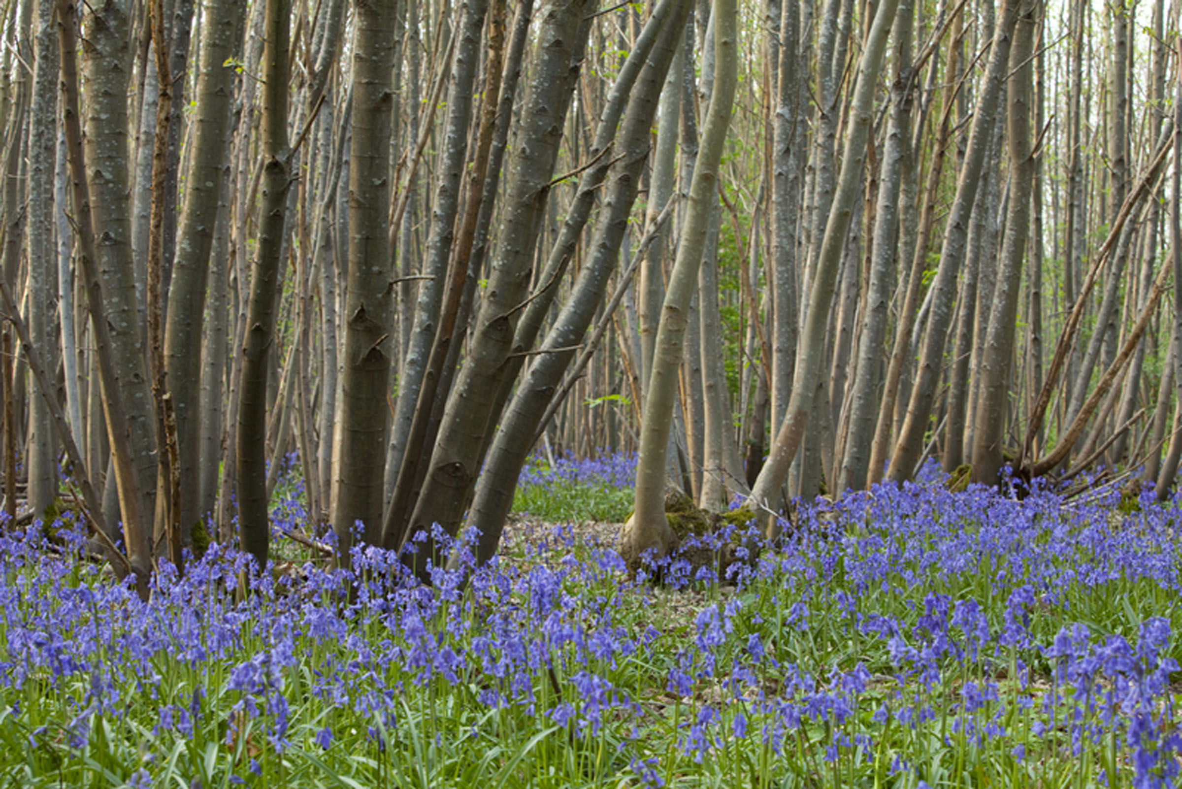 Bluebells undeneath trees in wood