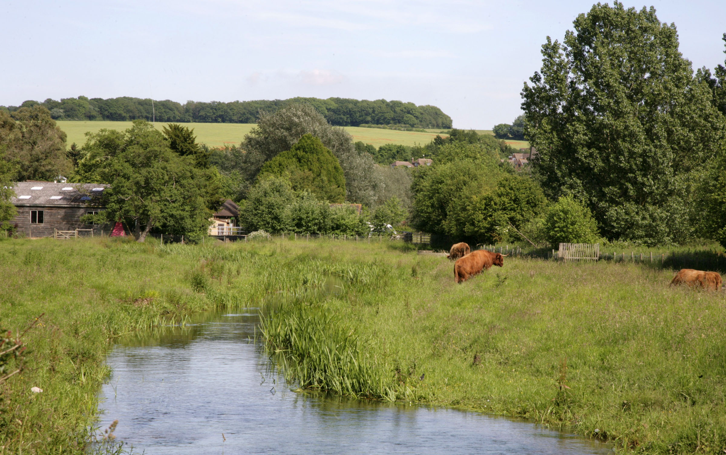 Cattle eating grass next to river