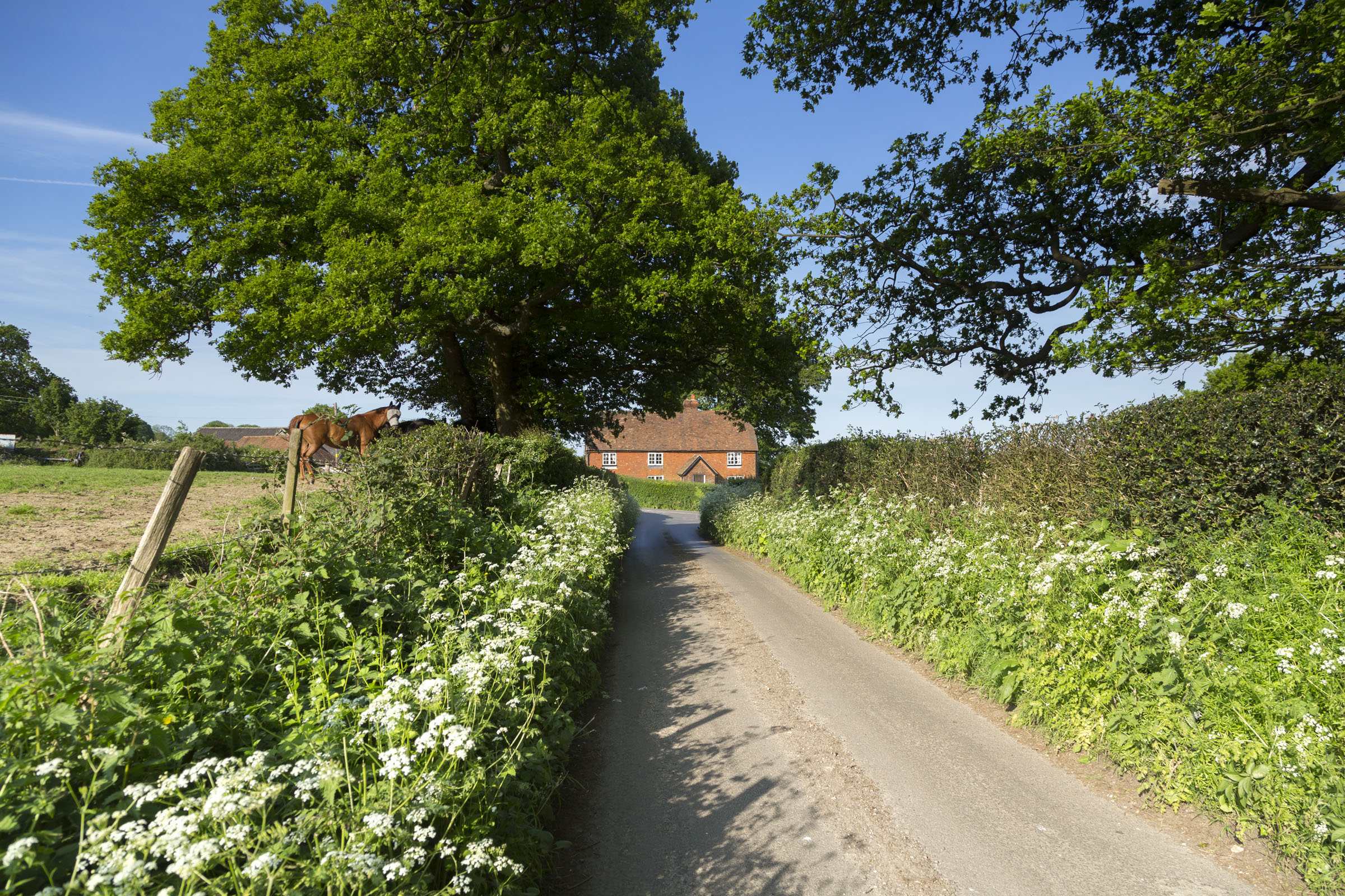 Country lane leading to a house