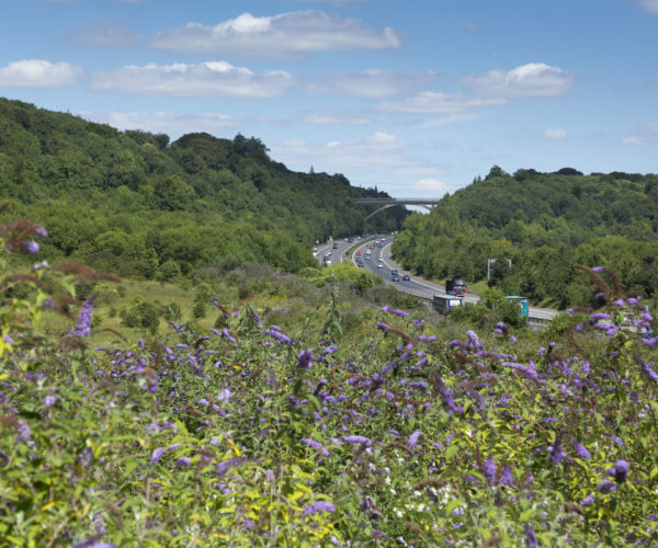 Purple flowers in field next to M25 motorway