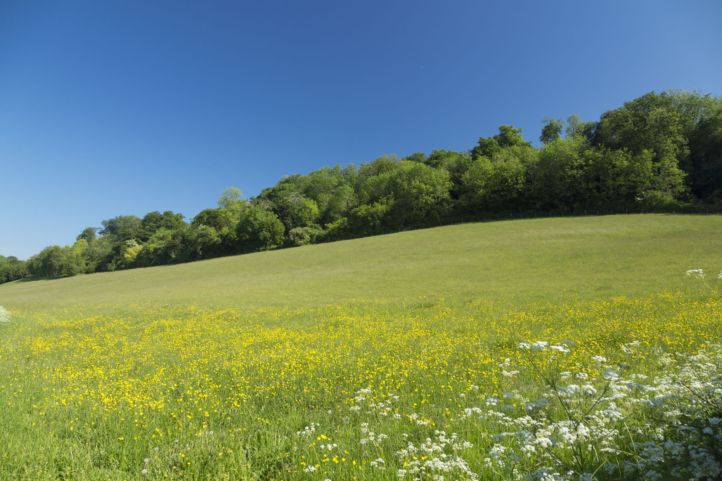 Green field with small yellow flowers and blue sky