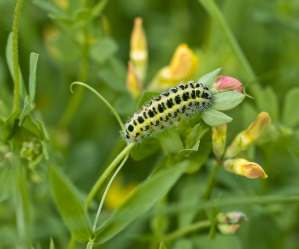 Black and yellow caterpillar on plant