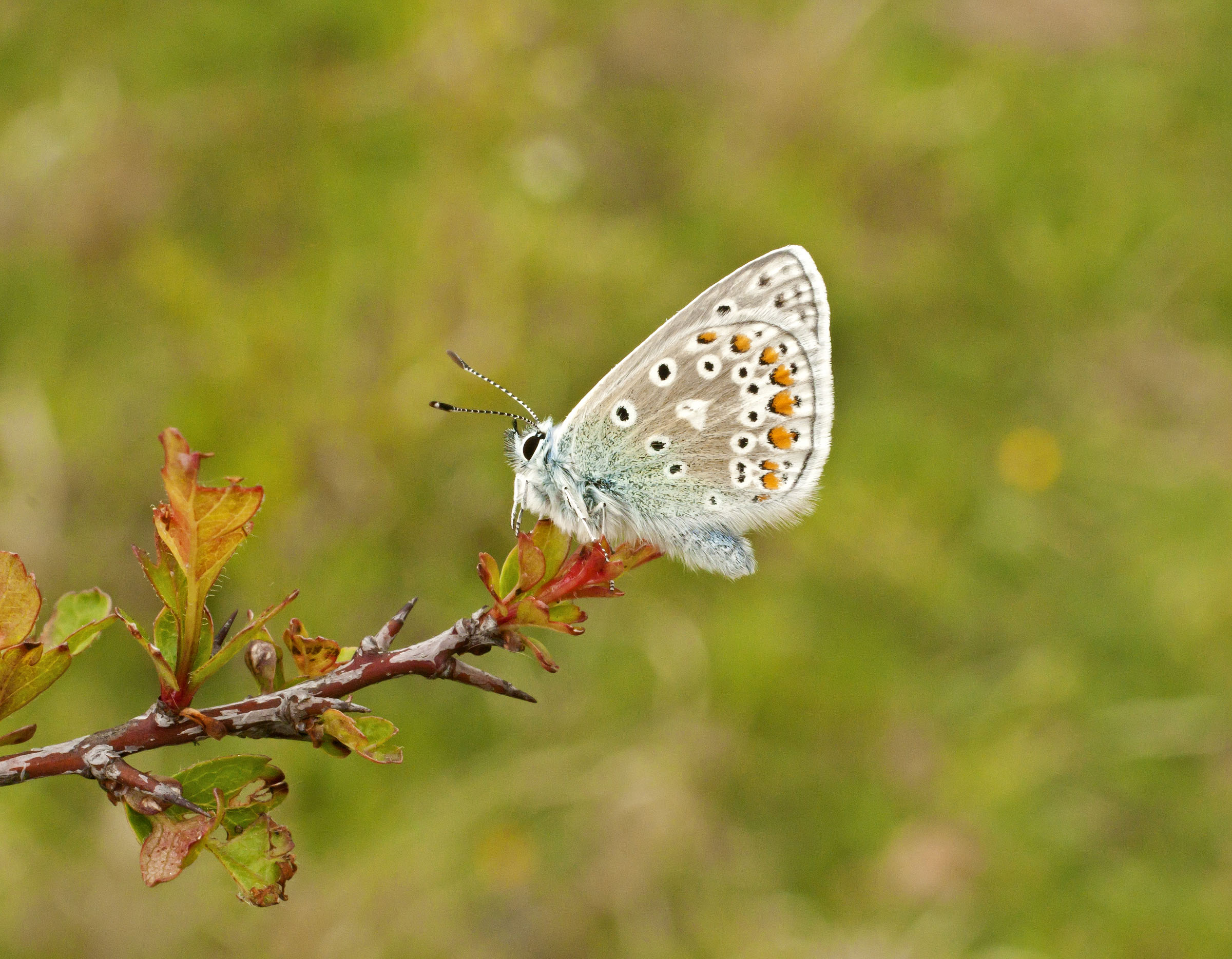 Common blue butterfly on branch