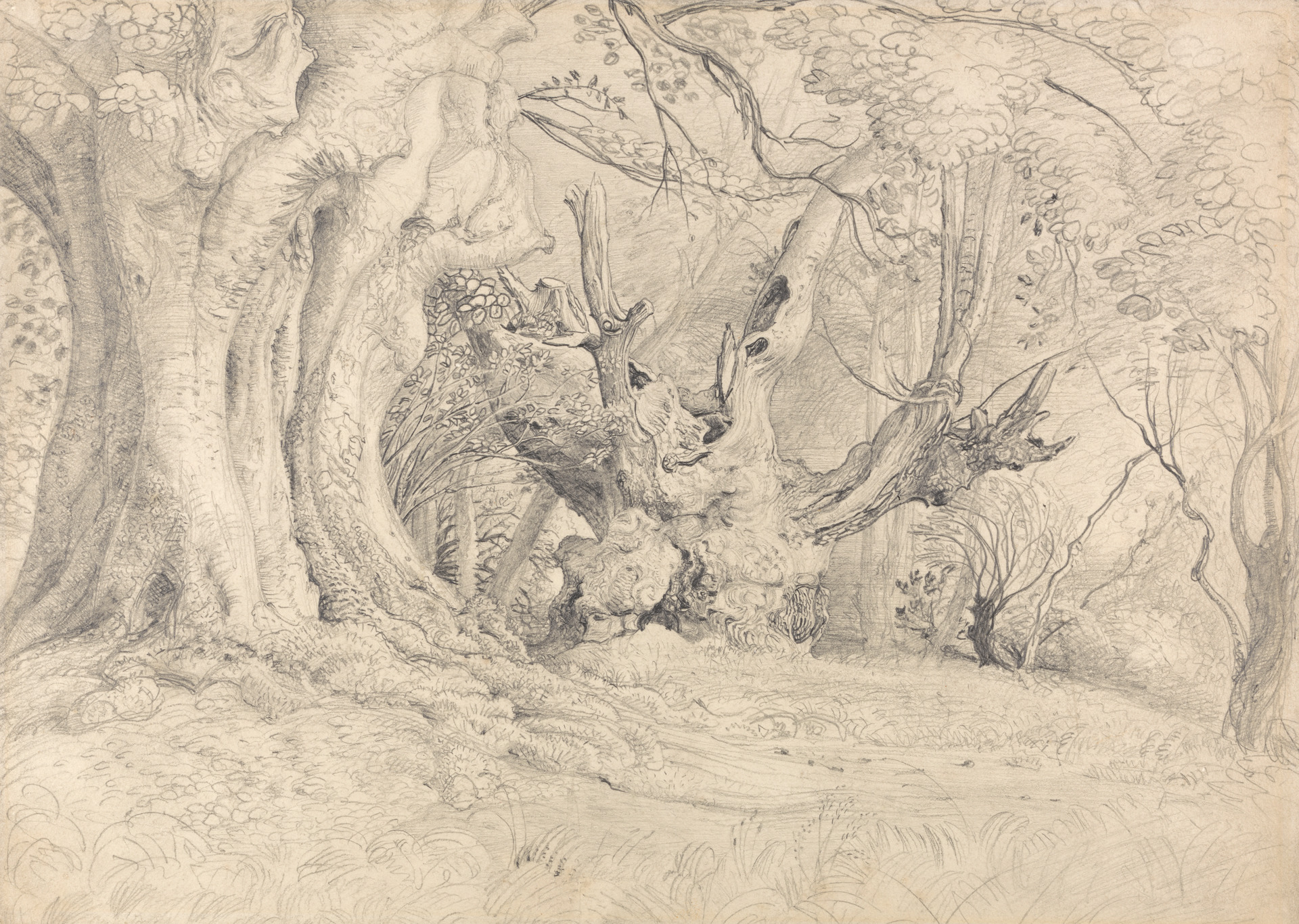 Sketch of wide old trees
