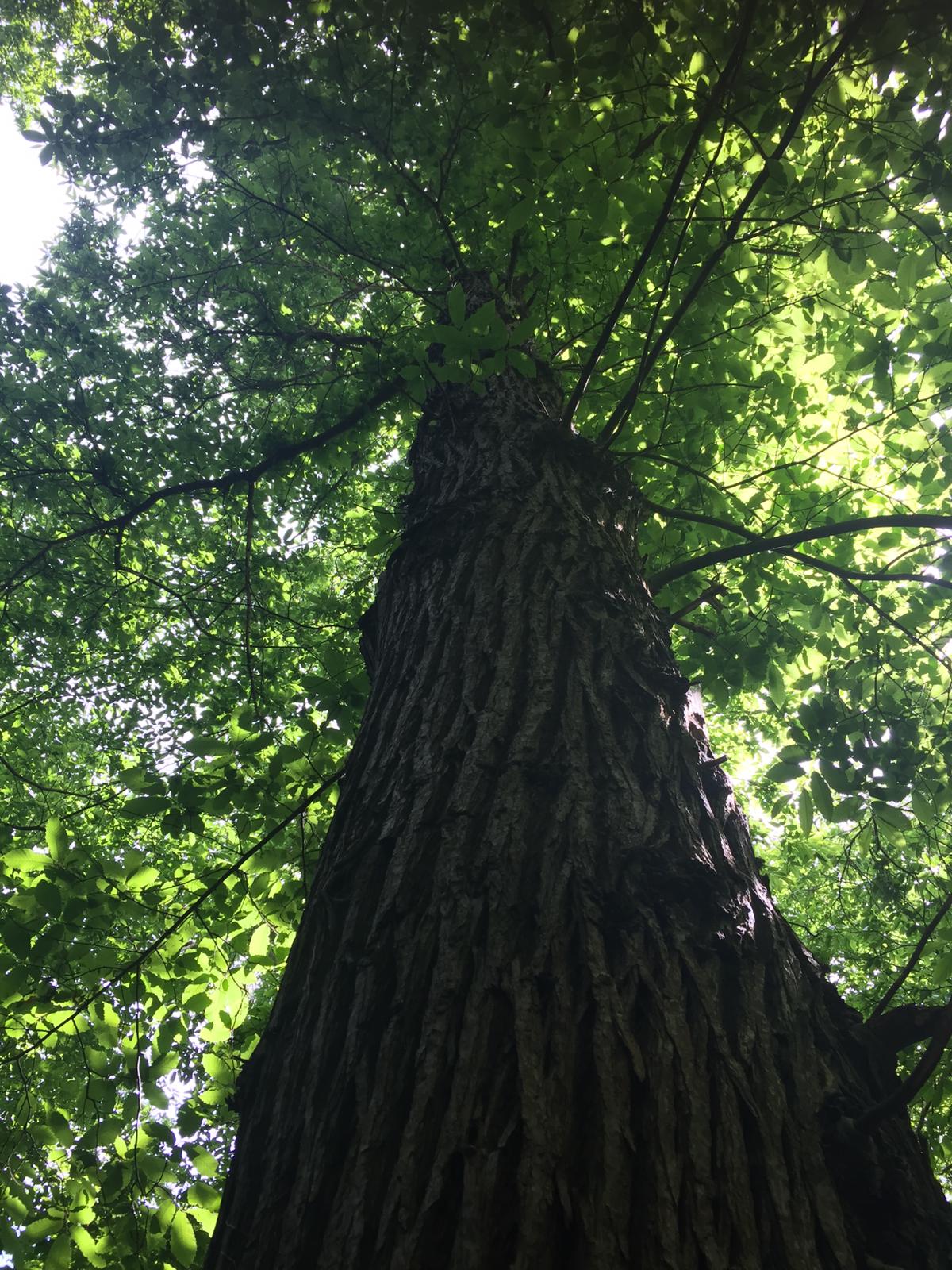 Trunk of large tree looking up to its leaves at the top