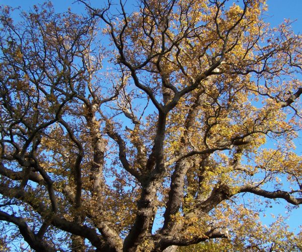 Looking up at the top of an oak tree