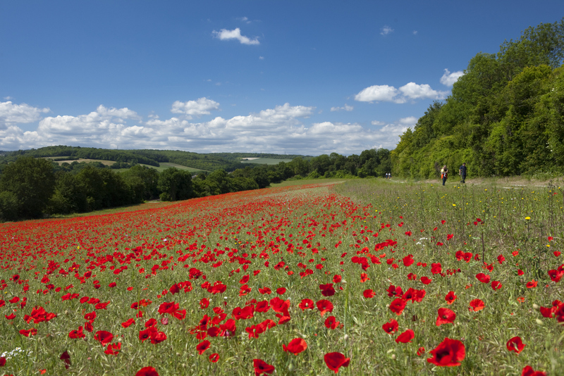 Multiple red poppies in field with blue sky above