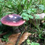 A red and brown mushroom in woodland