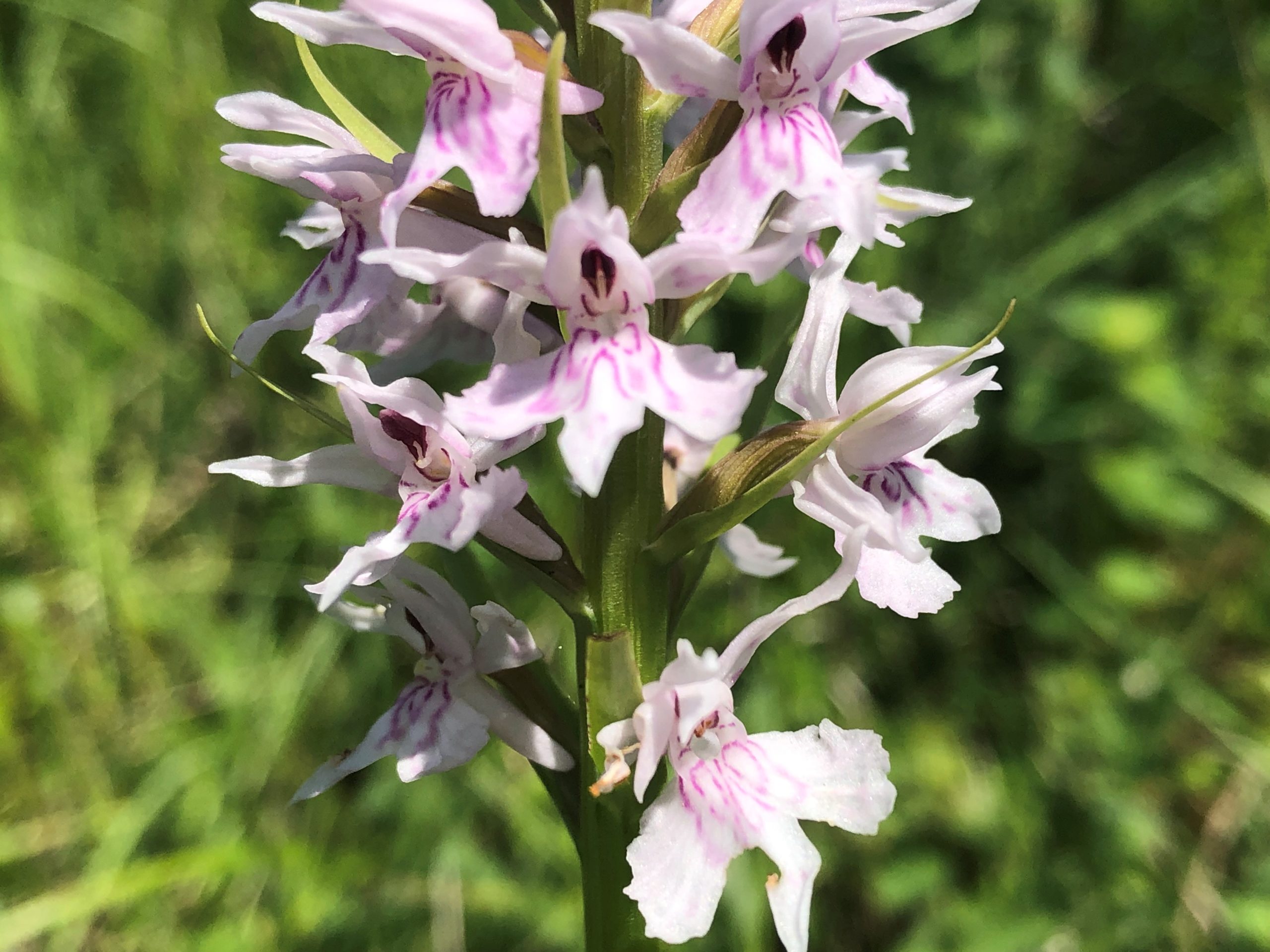 Close up small pink flowers of common spotted orchid