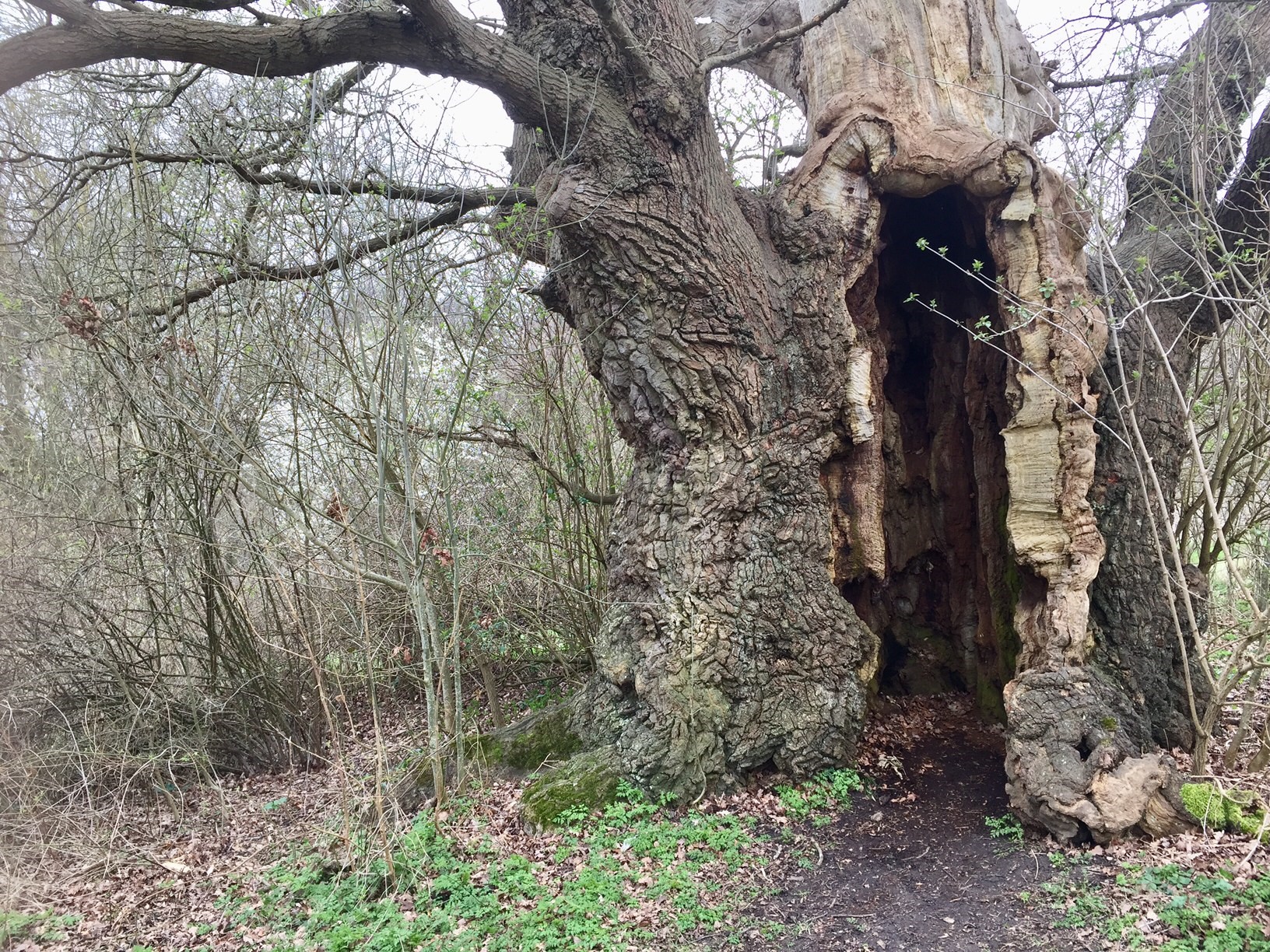 Large old tree with hollowed centre