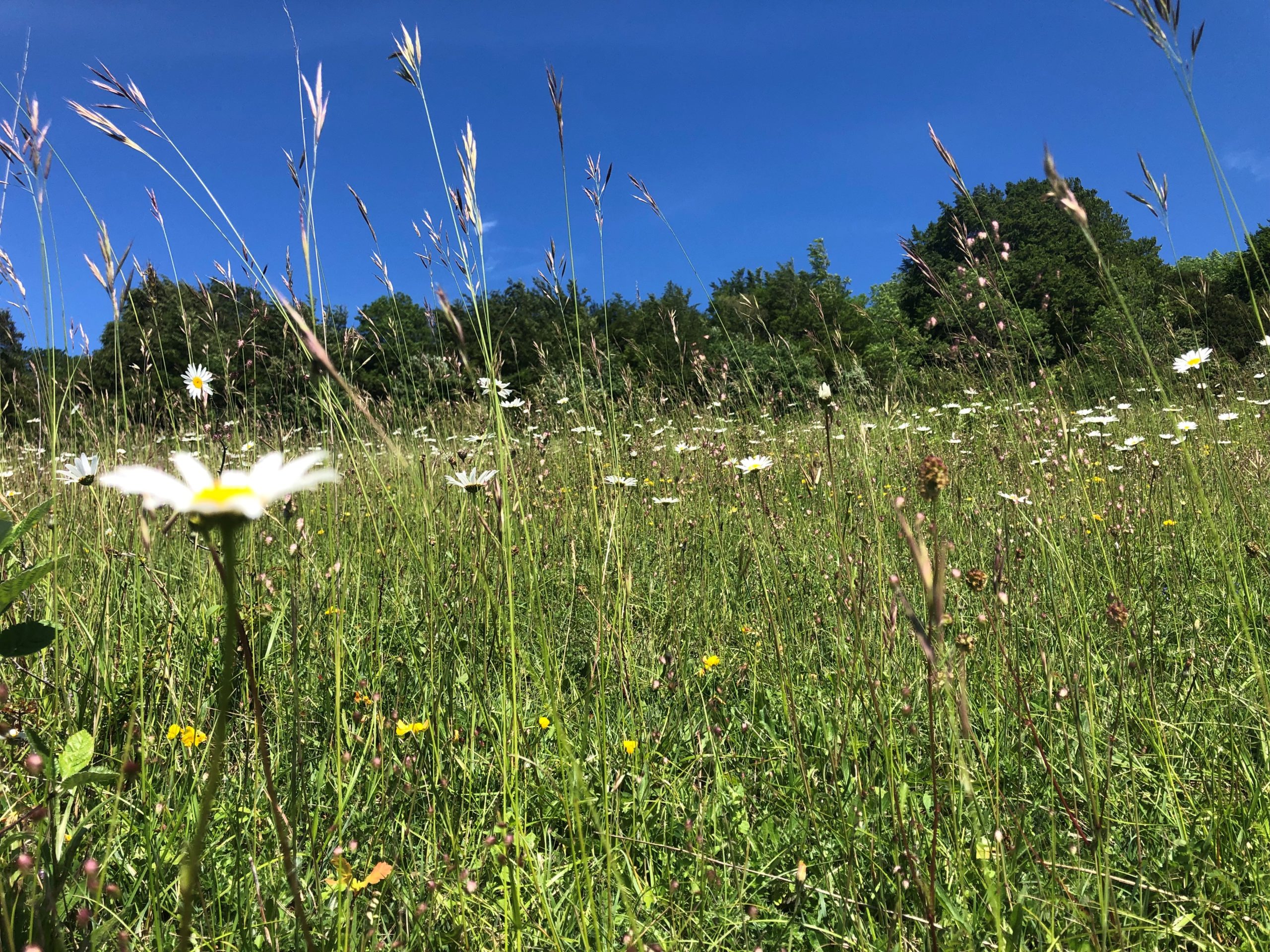 Grassland with flowers and blue sky above