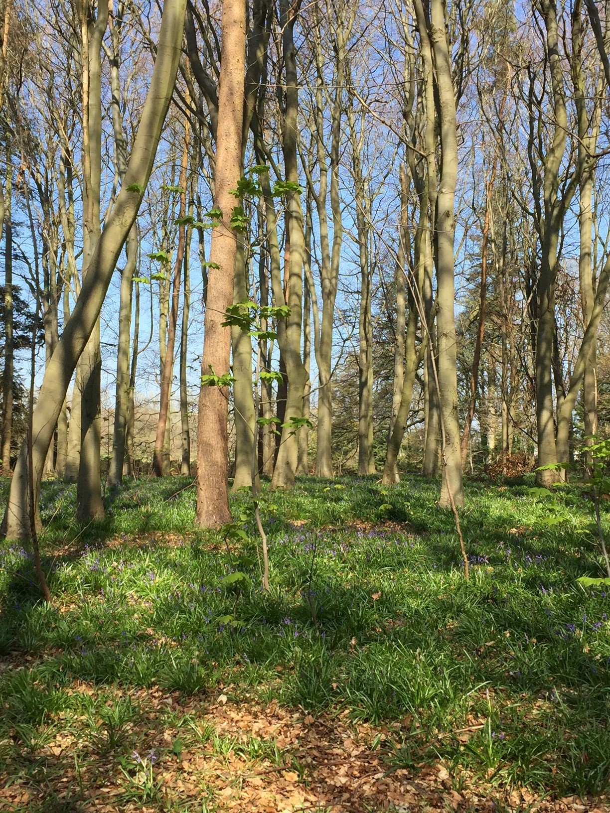 Tall thin trees with bluebells on woodland floor