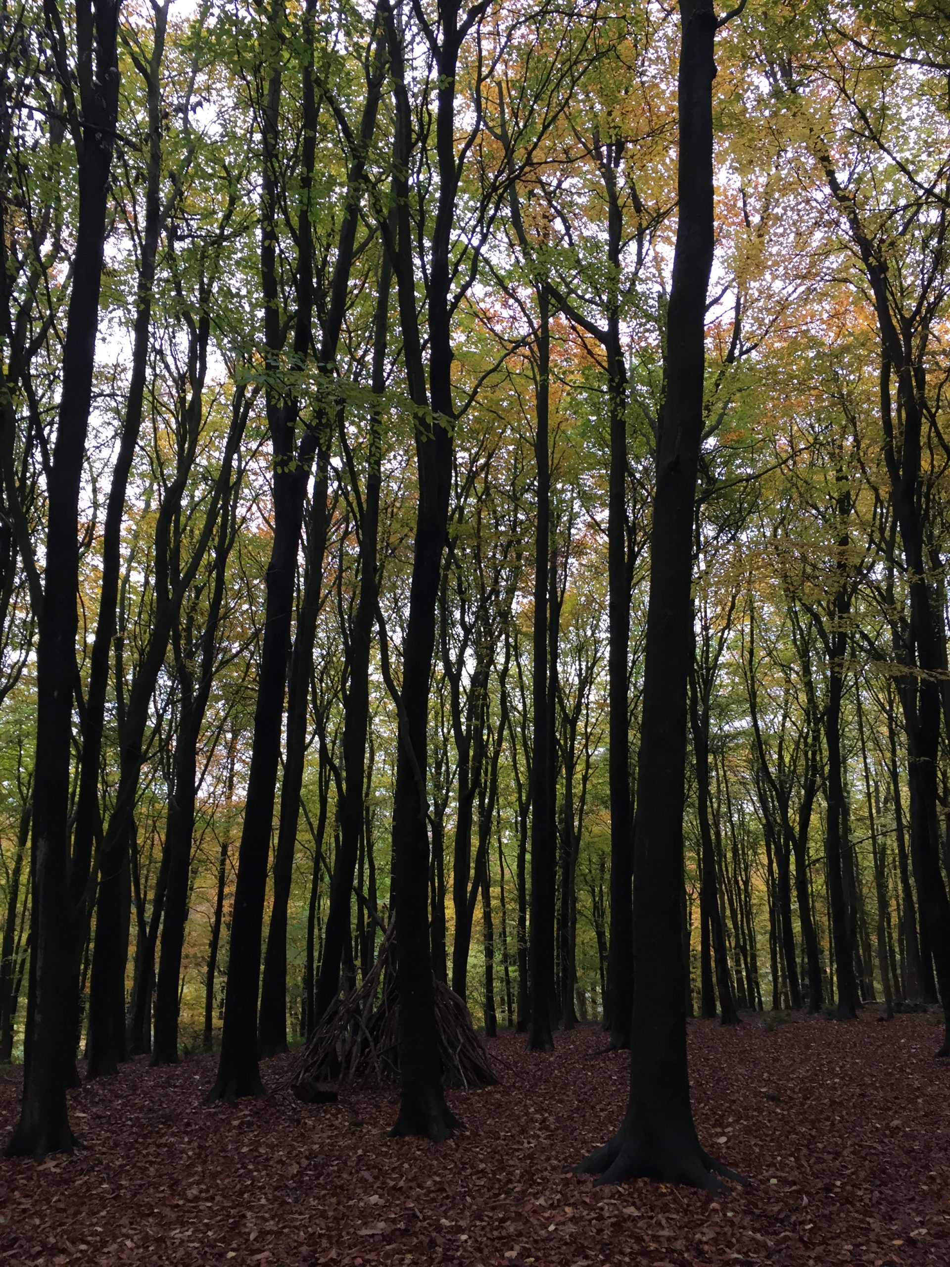 Tall trees in woodland with autumn coloured leaves on the floor