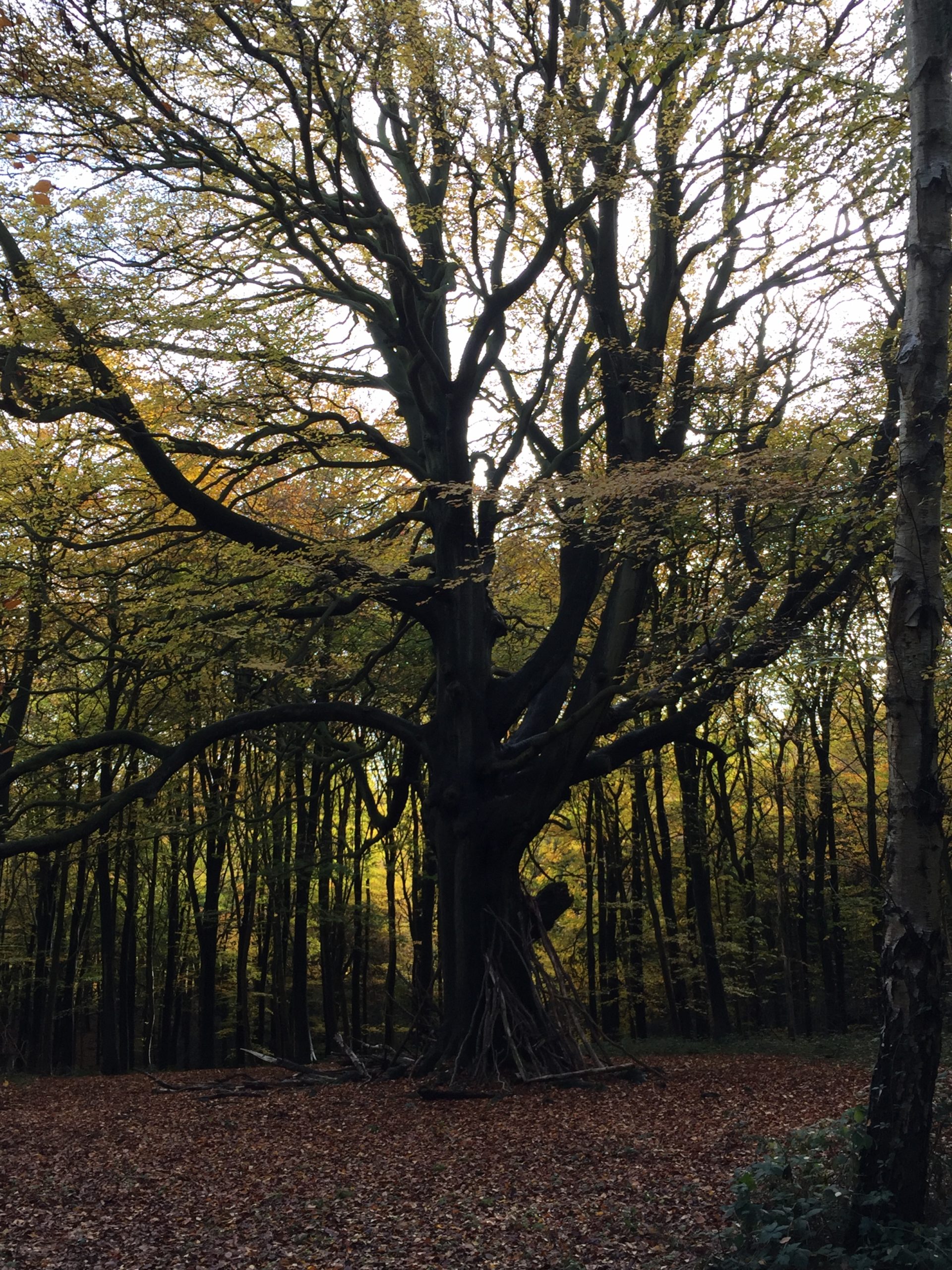 Large beech tree in woodland