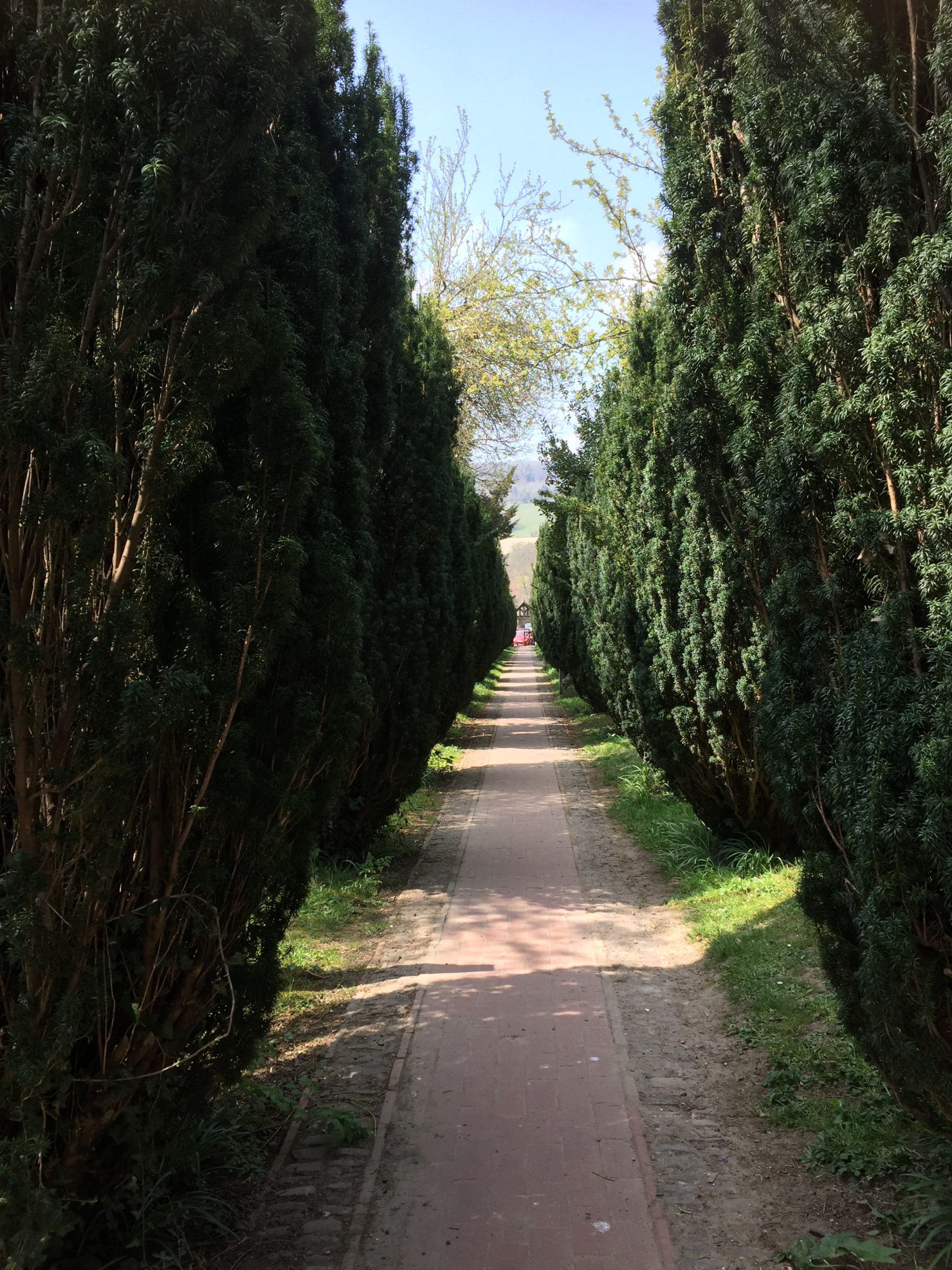 Path between yew trees leading to a church