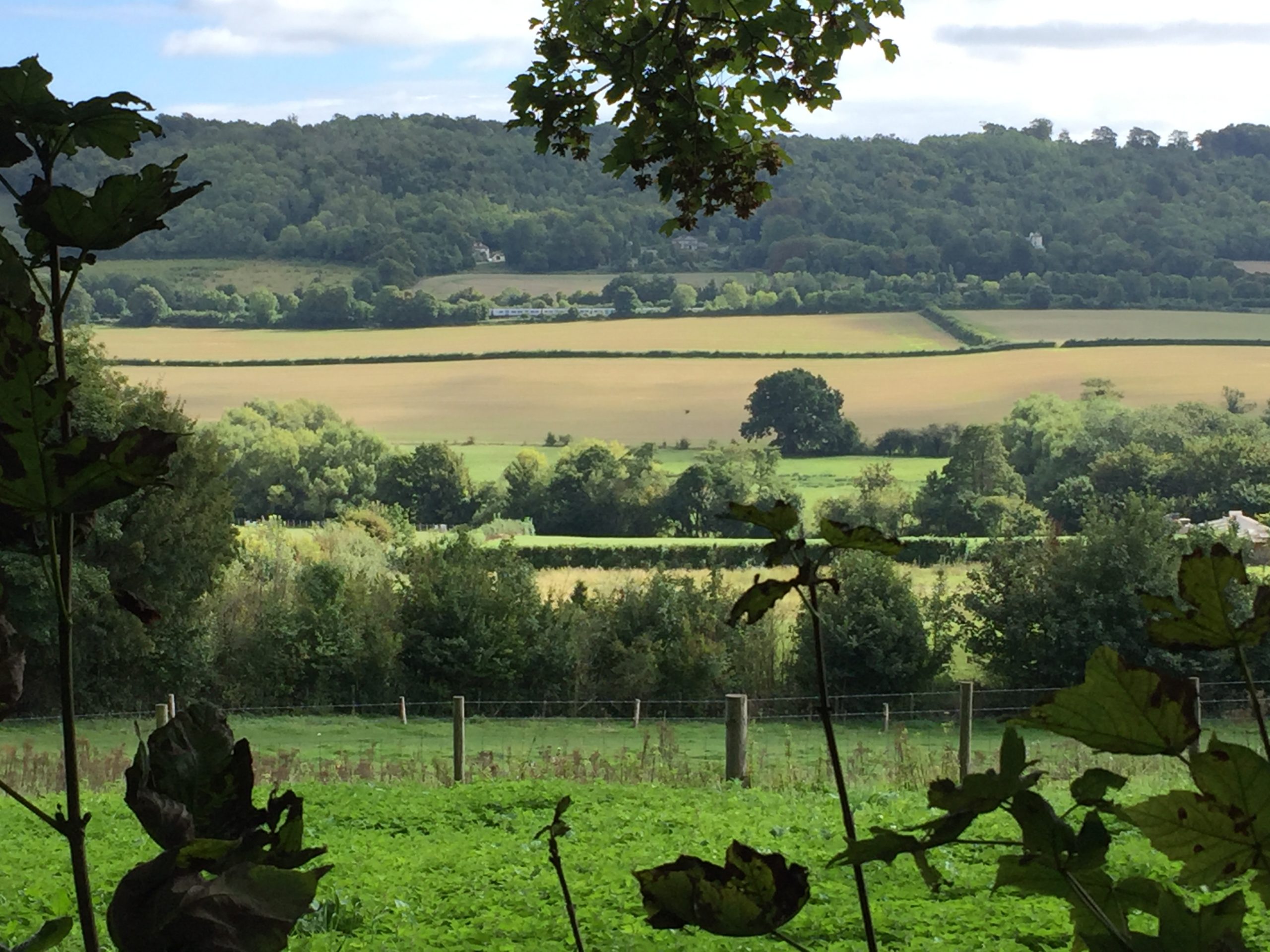 Fields in foreground and woodland behind