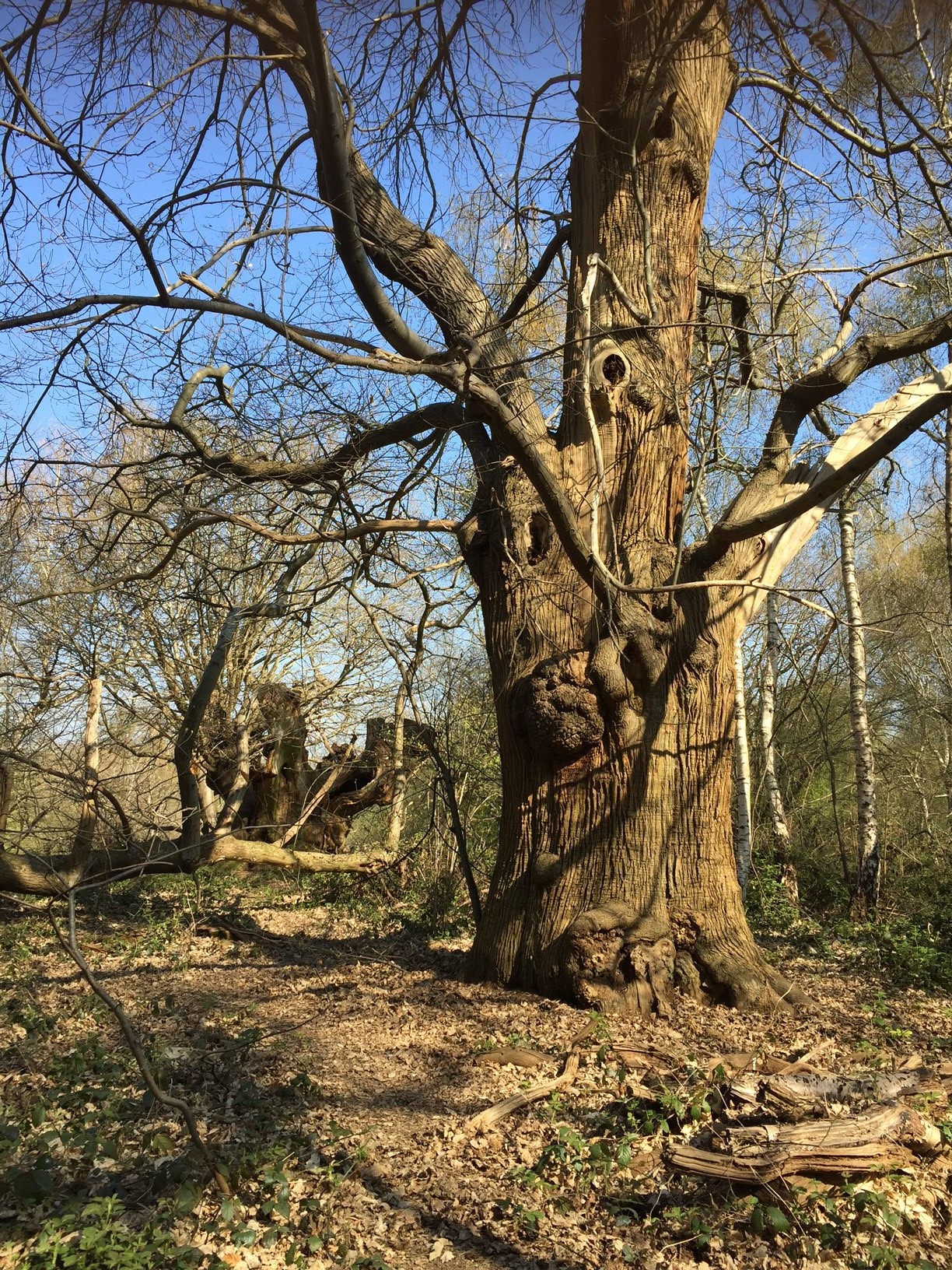 Large old tree in woodland