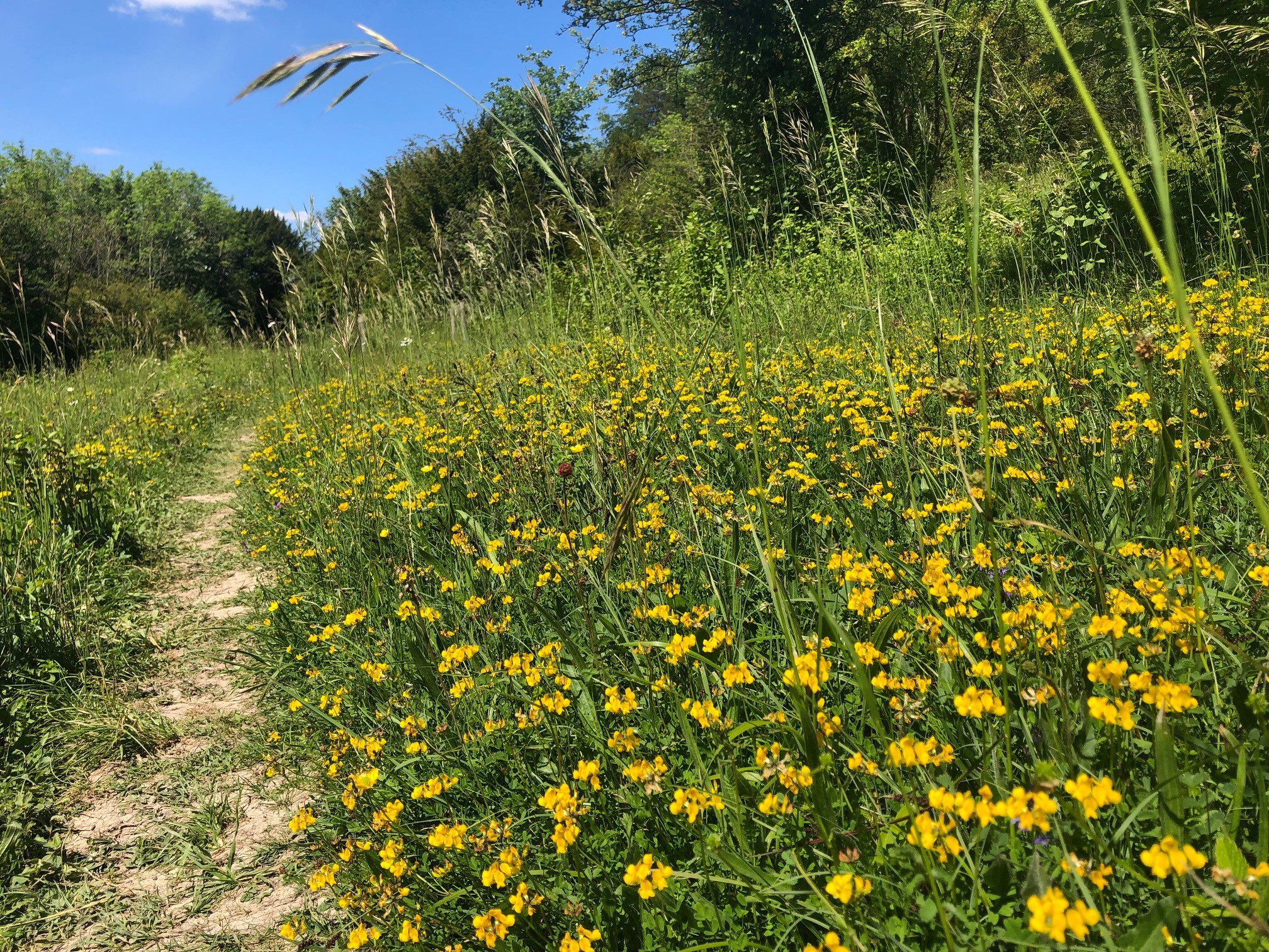 Narrow dirt path next to grassland with yellow flowers