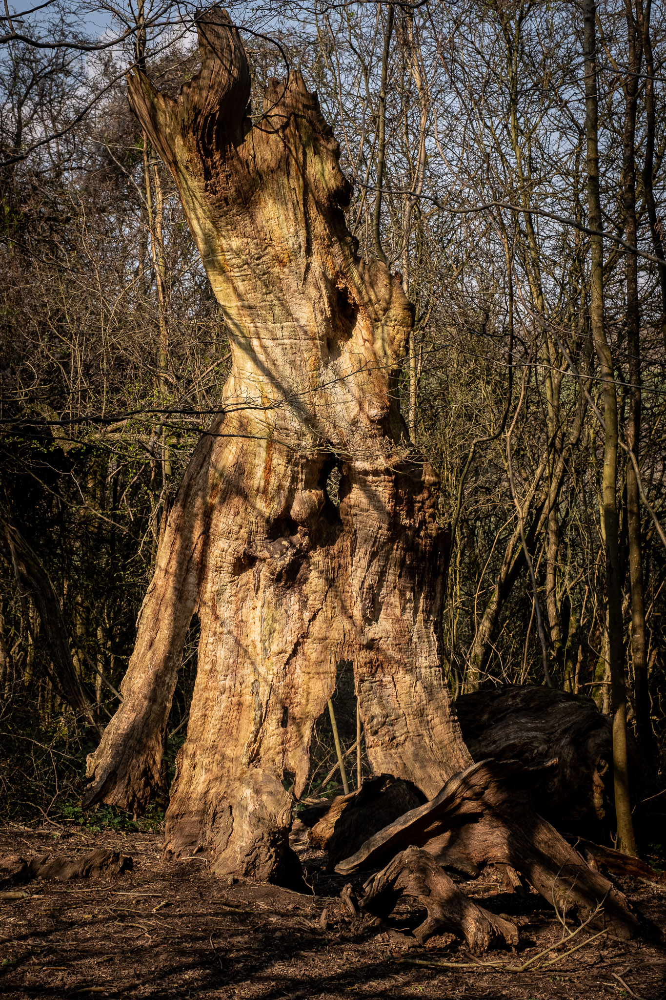 Large light brown standing tree trunk