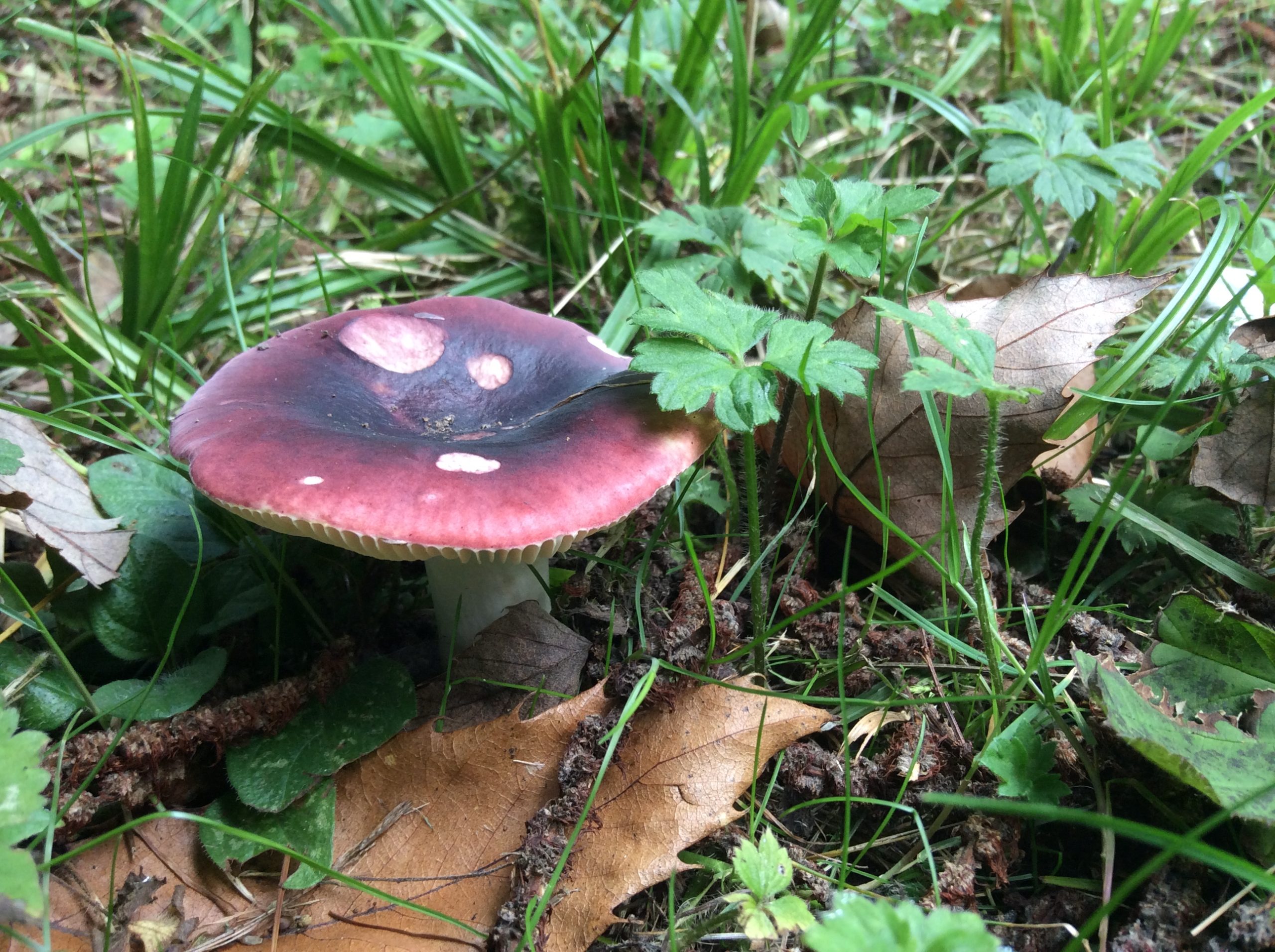 Red mushroom in grassland