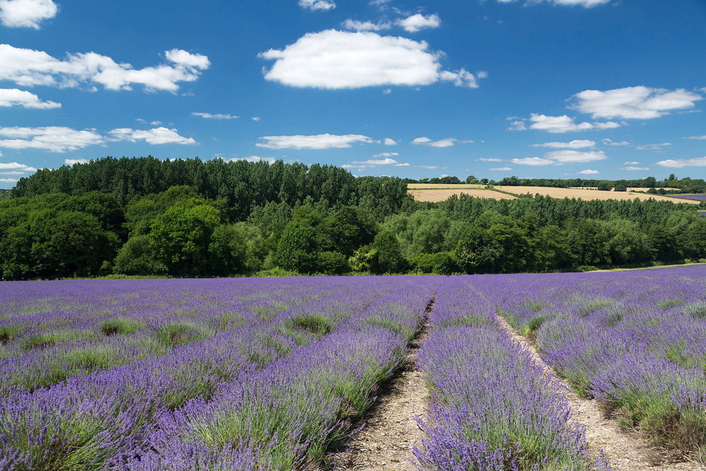 Rows of purple lavender in field with green trees at bottom and blue sky above