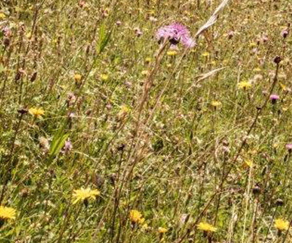 Small pink and yellow flowers in grassland