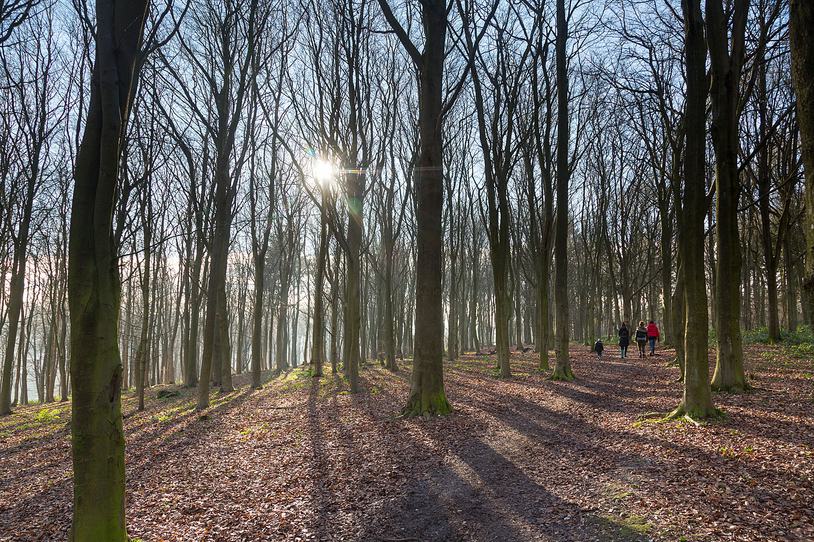 Tall thin trees in woodland and people walking with sunlight coming through