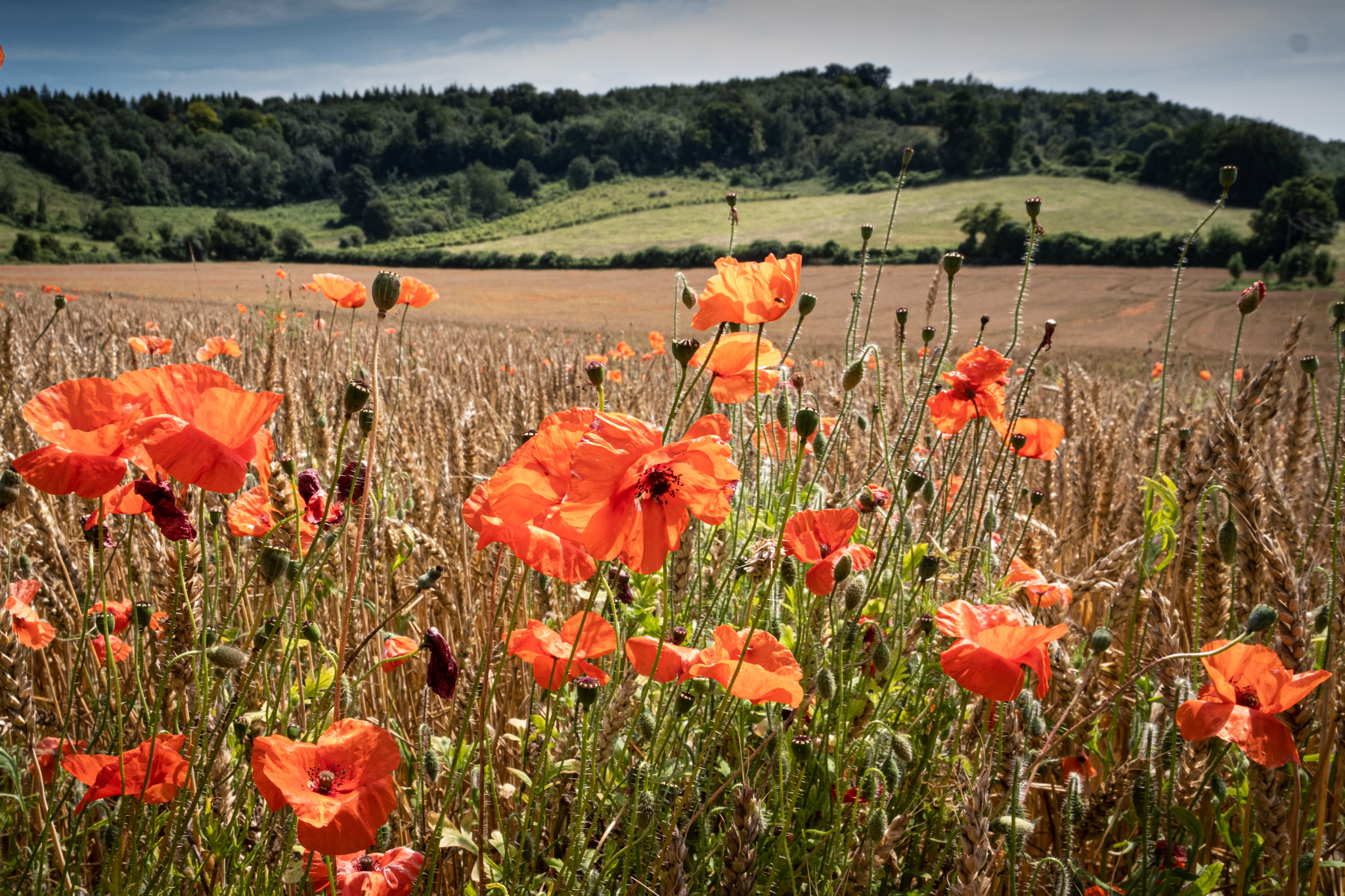 Poppies in foreground and fields and woodland behind