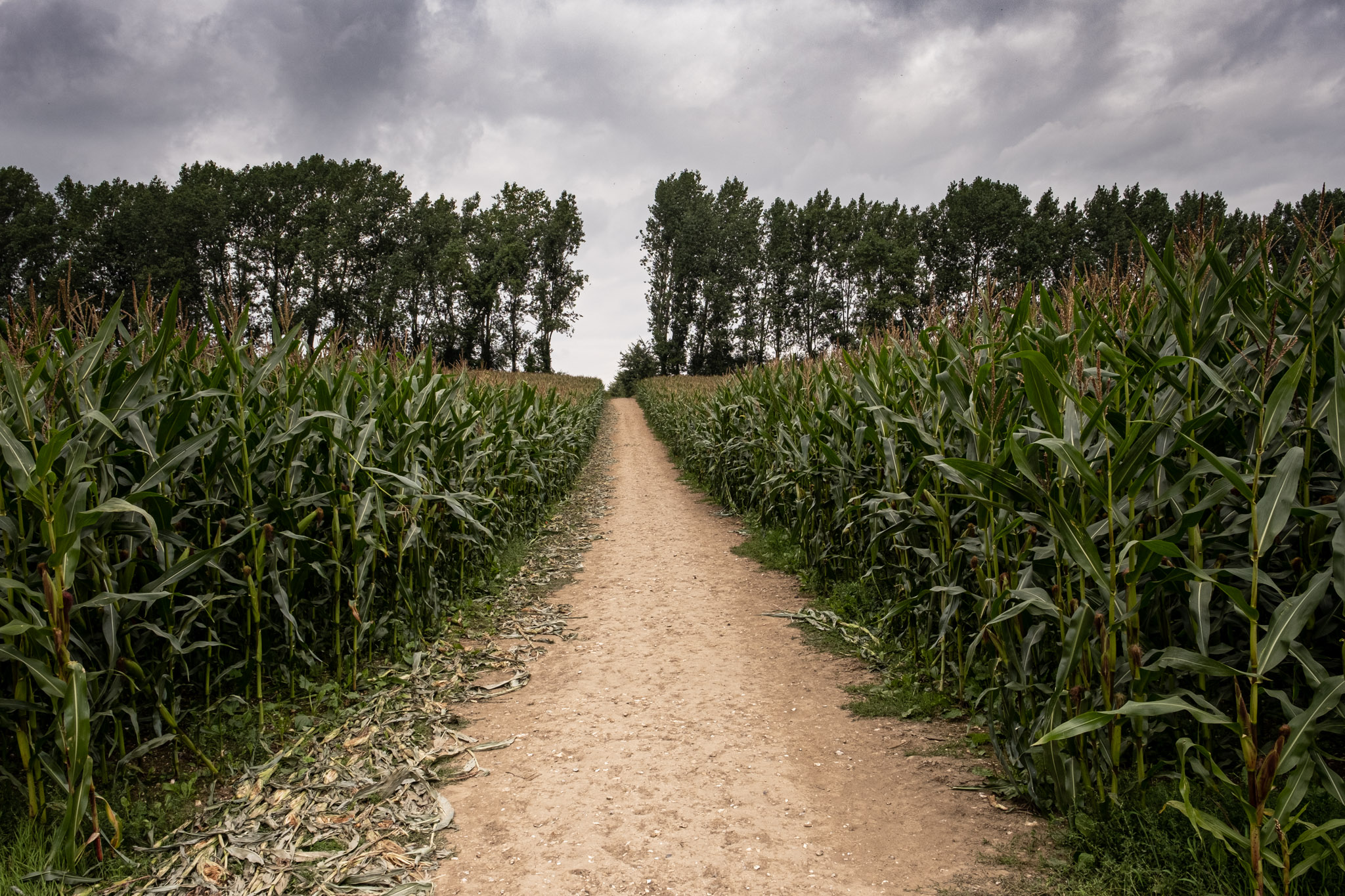 Path through maize field with trees on the horizon