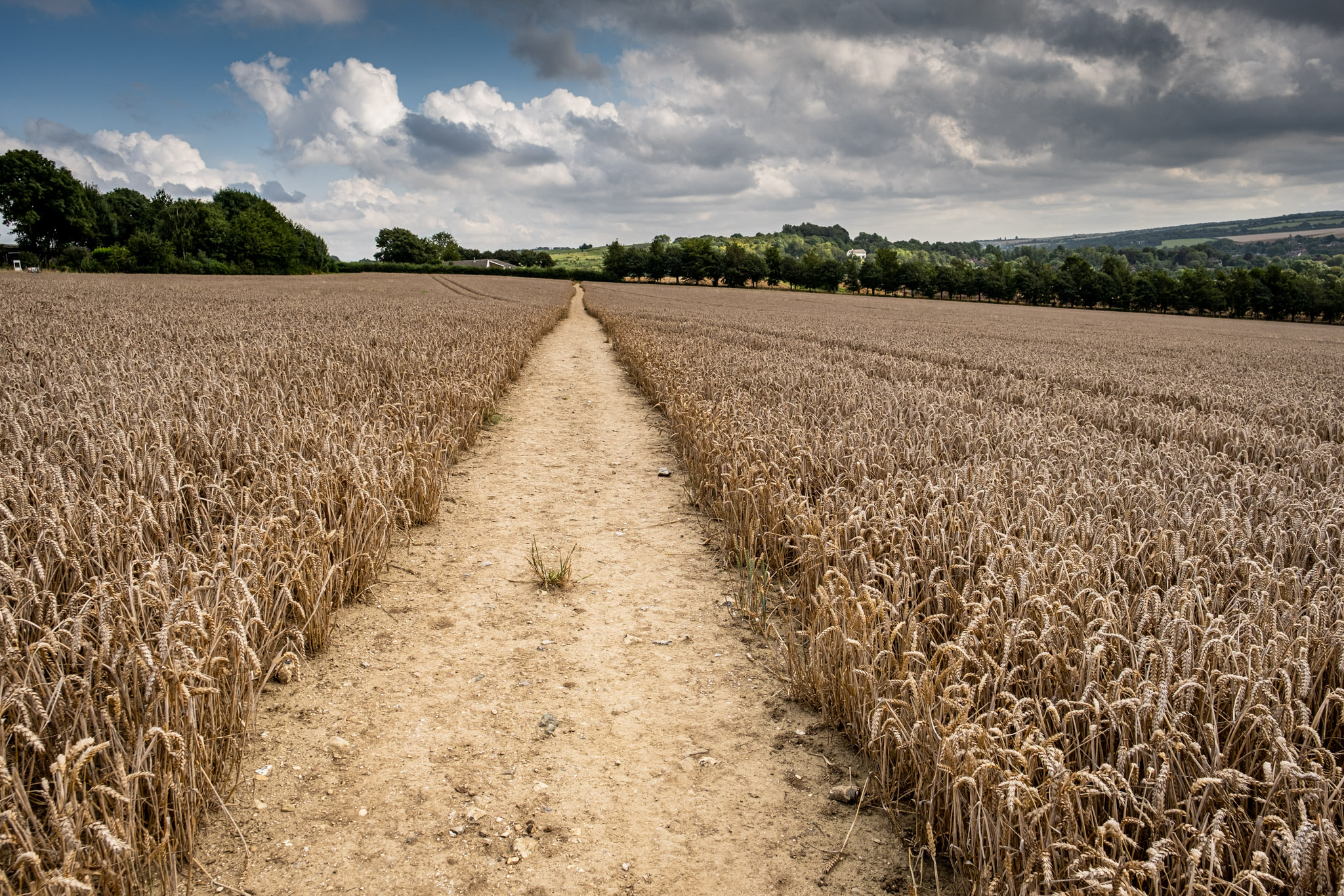 Cut footpath through field of dried wheat