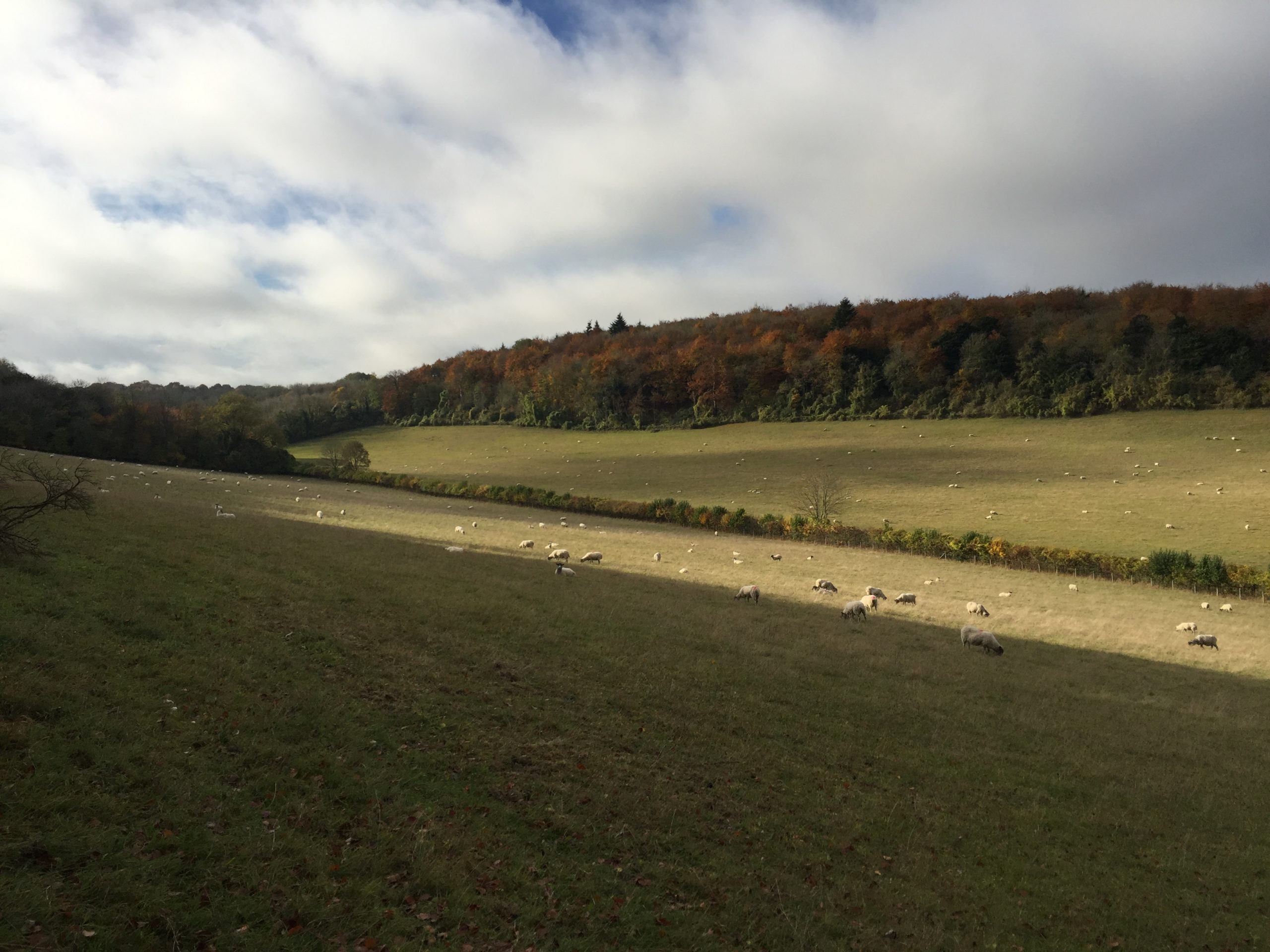 Sheep grazing in field with woodland behind
