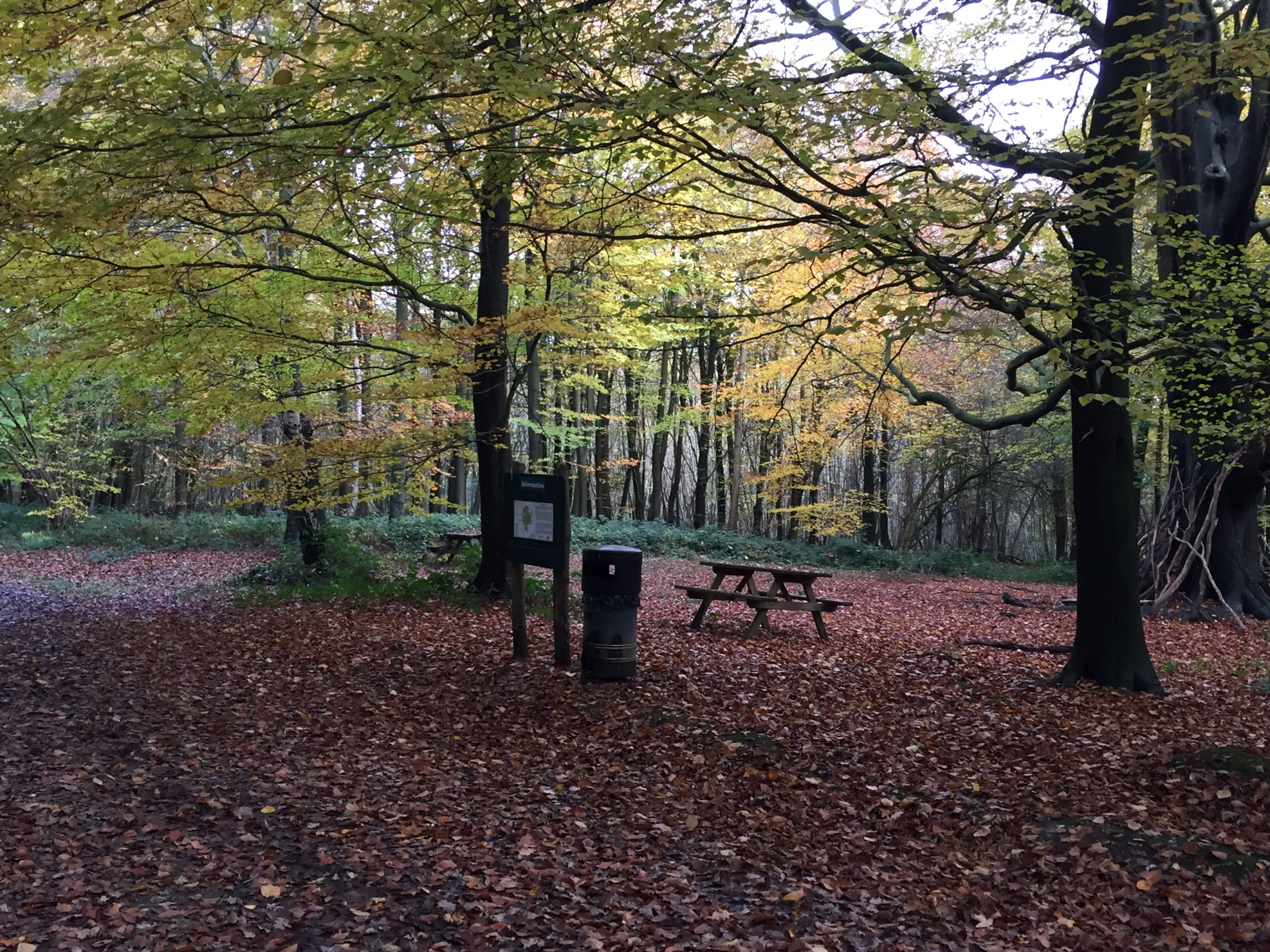 Picnic bench, panel and bin in woodland