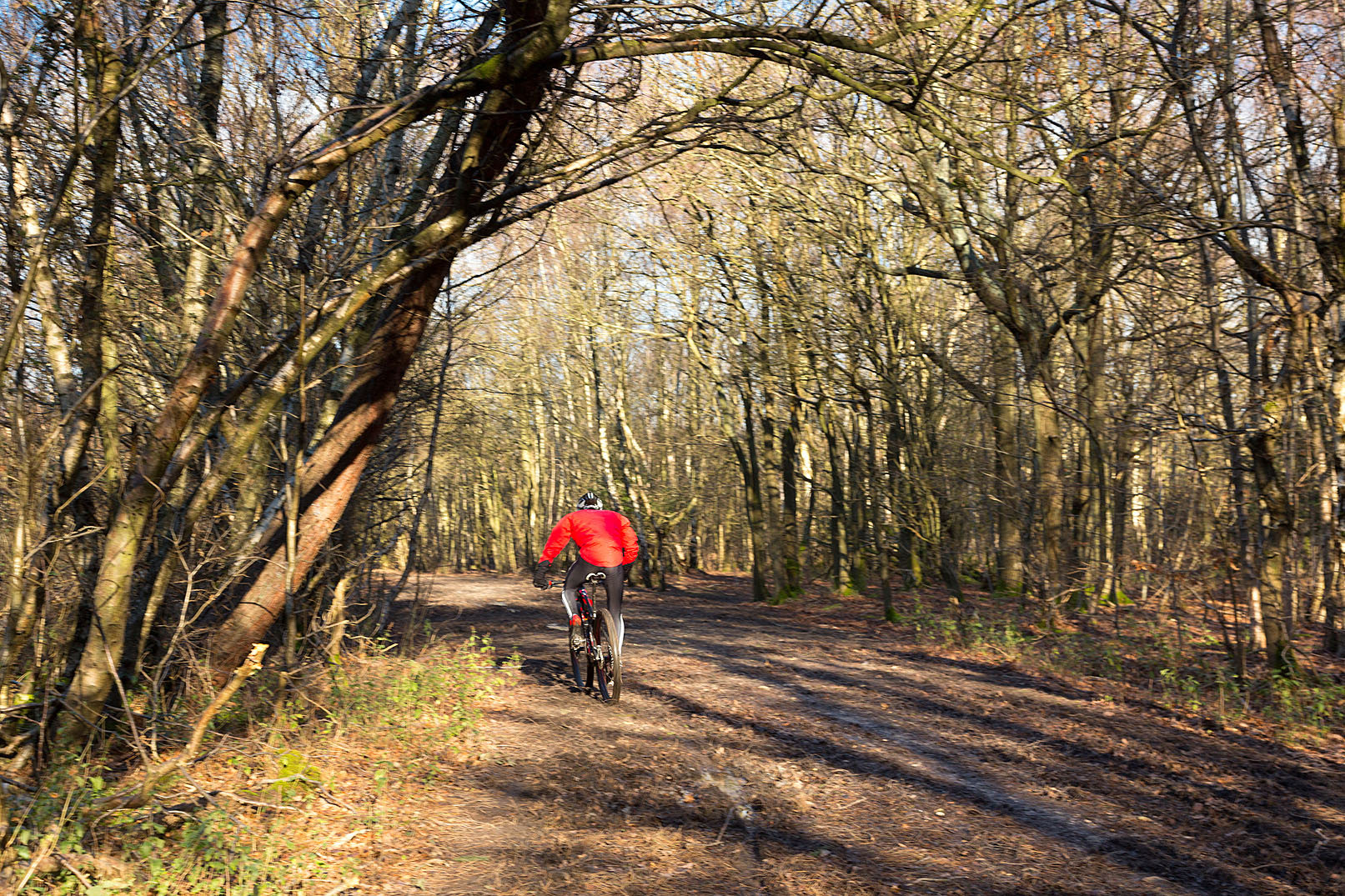 Cyclist along woodland