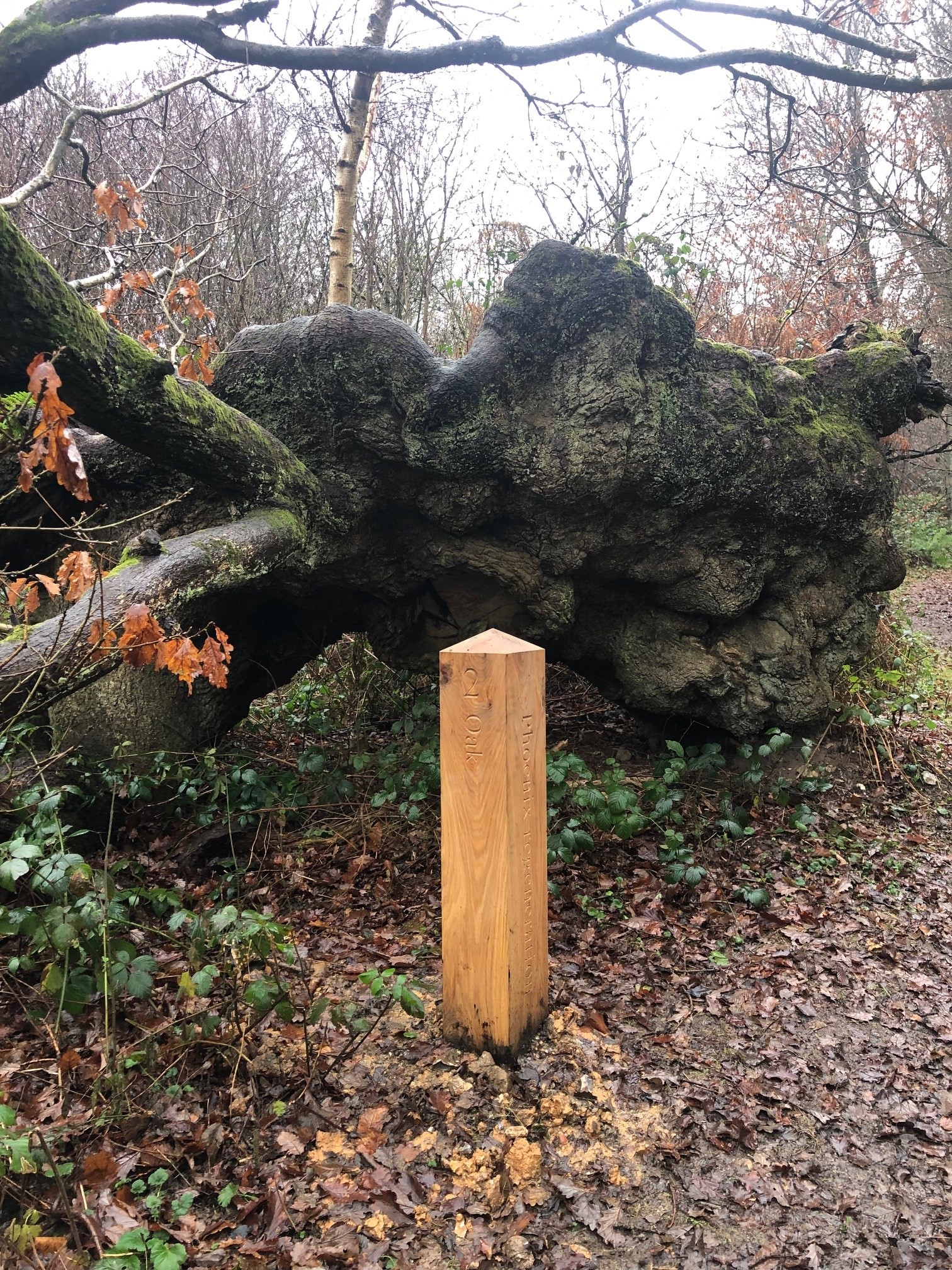 Timber post next to large veteran tree on its side