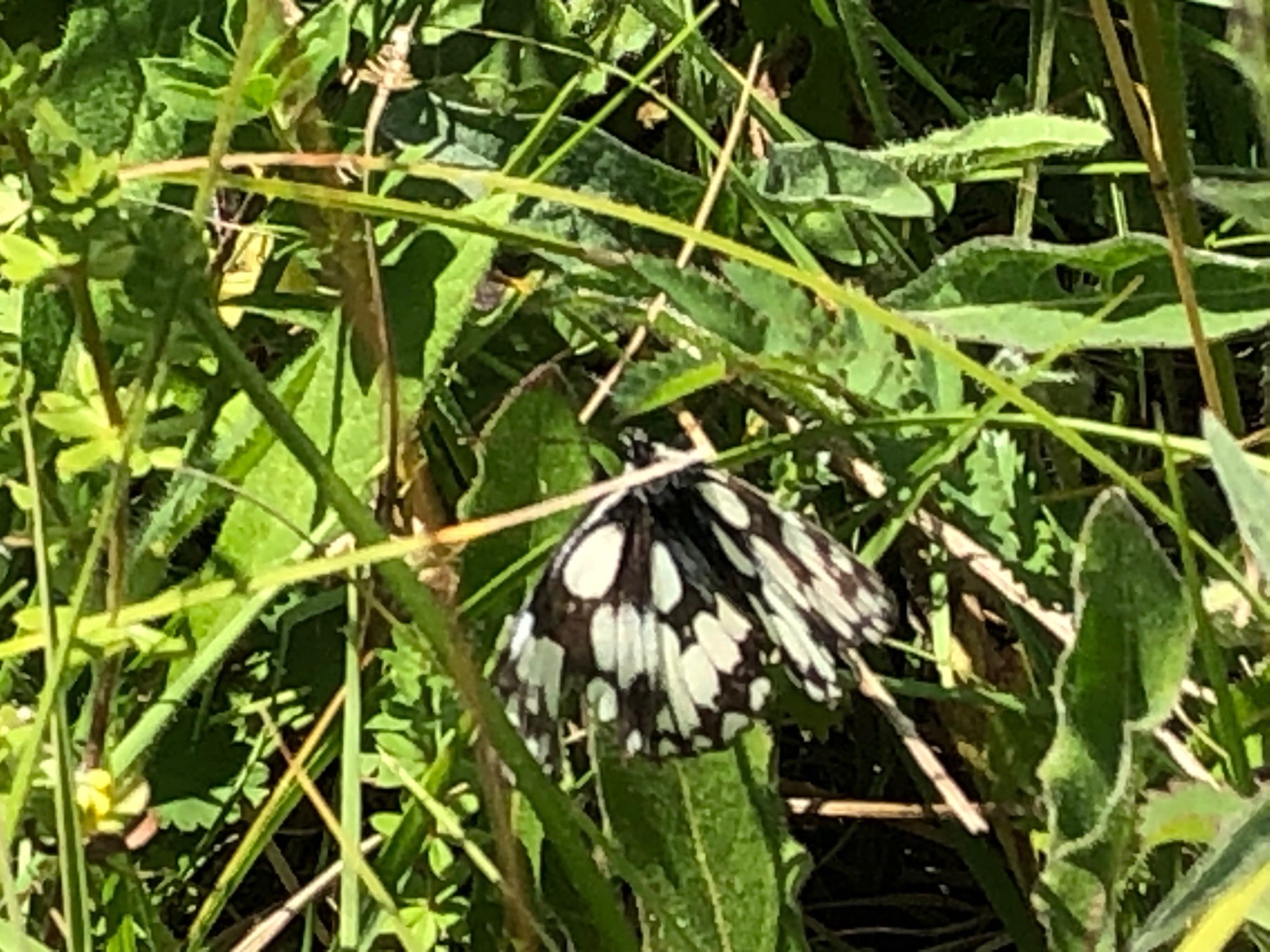 Black and white butterfly in grassland