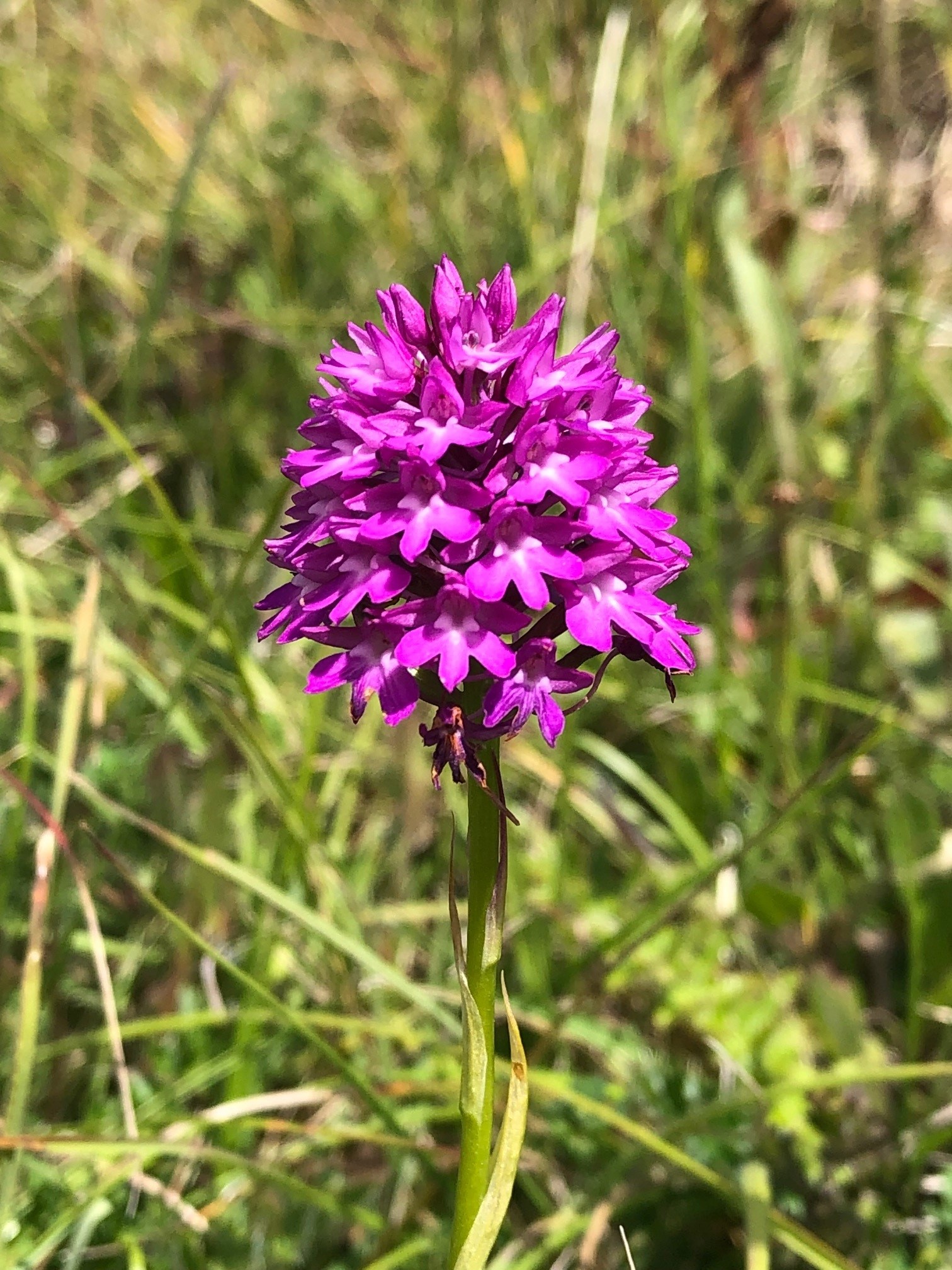 Bright pink purple orchid in field