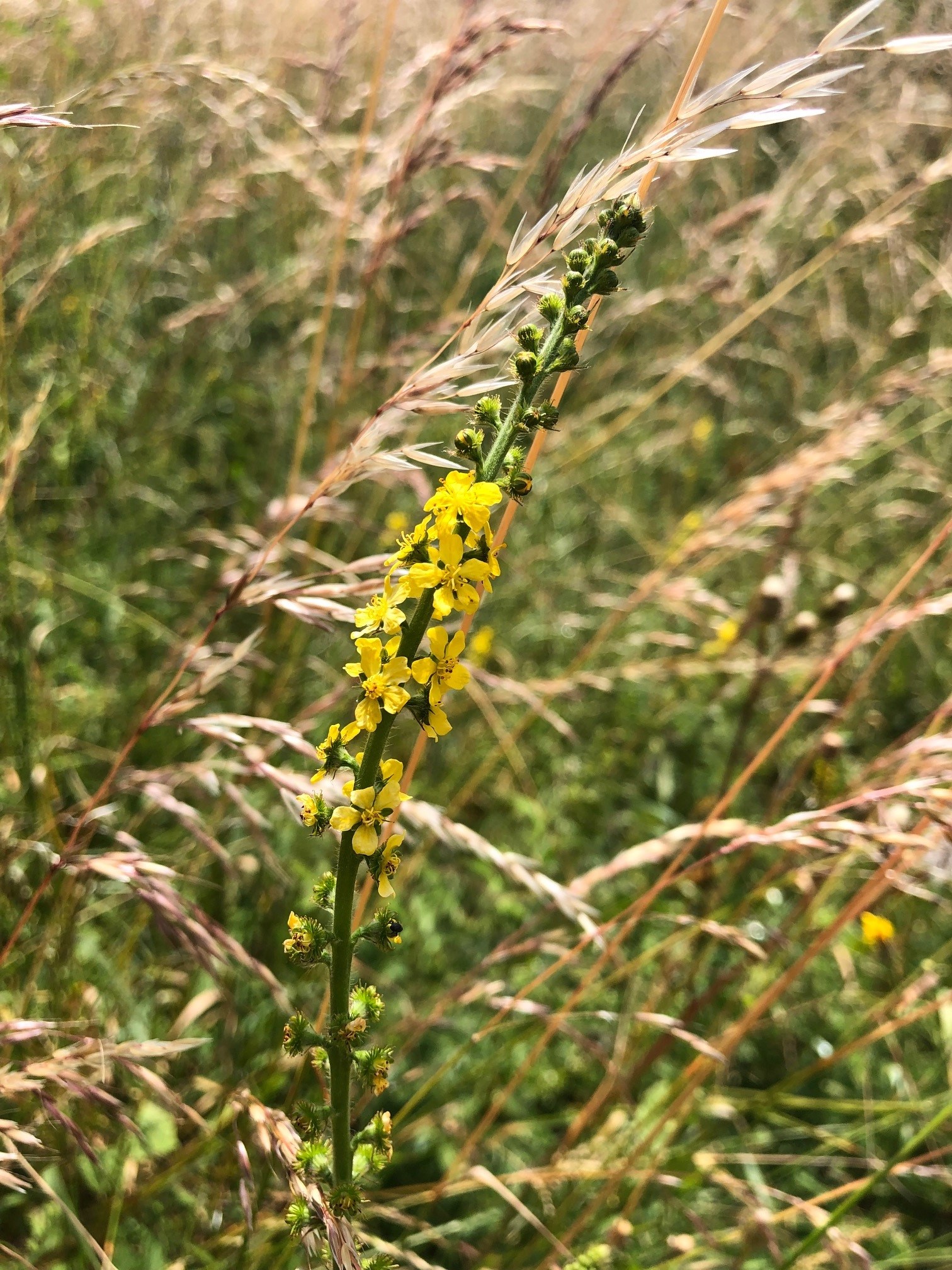 Yellow wildflower on grassland