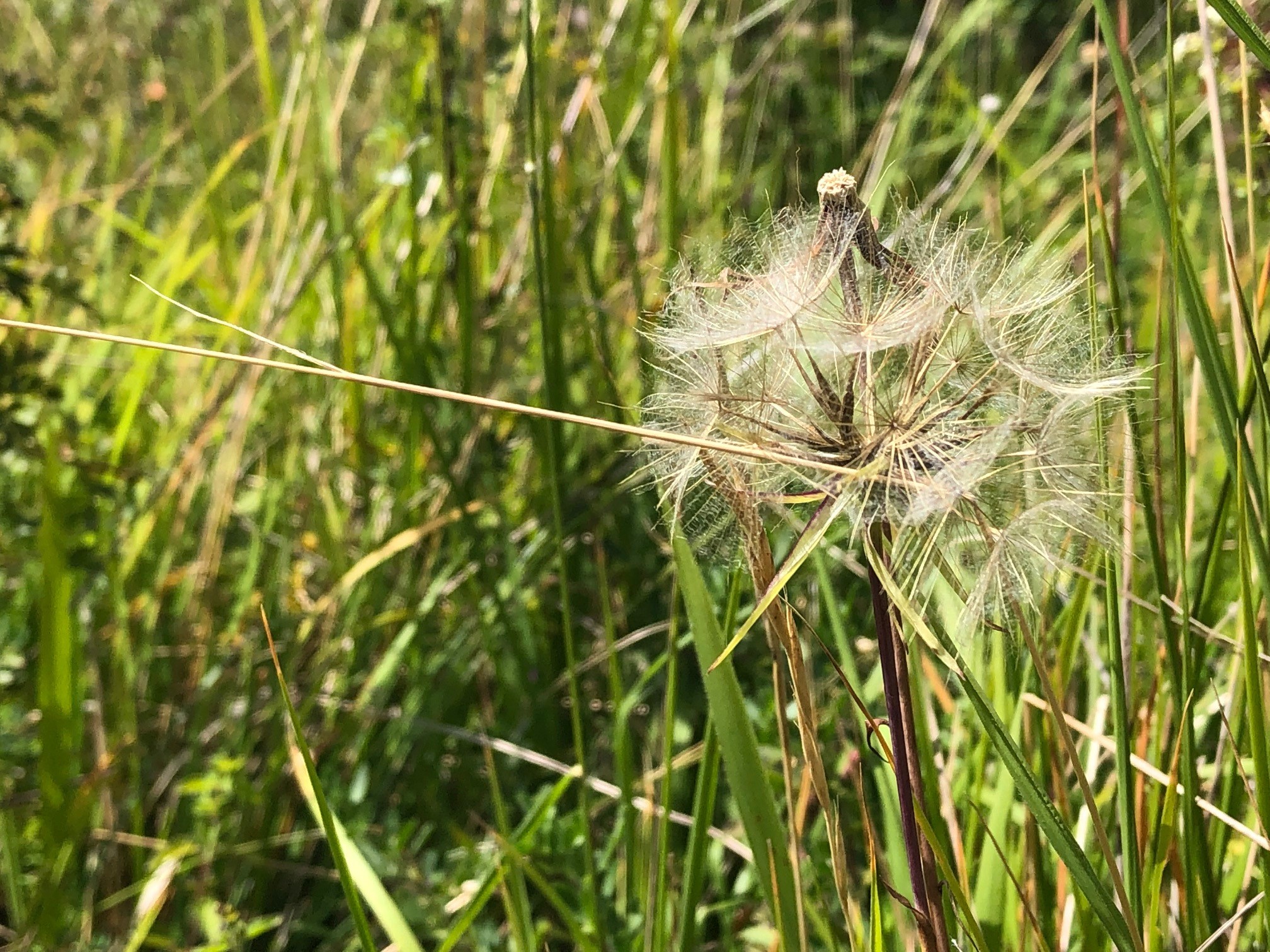 Seeds from dandelion in grassland