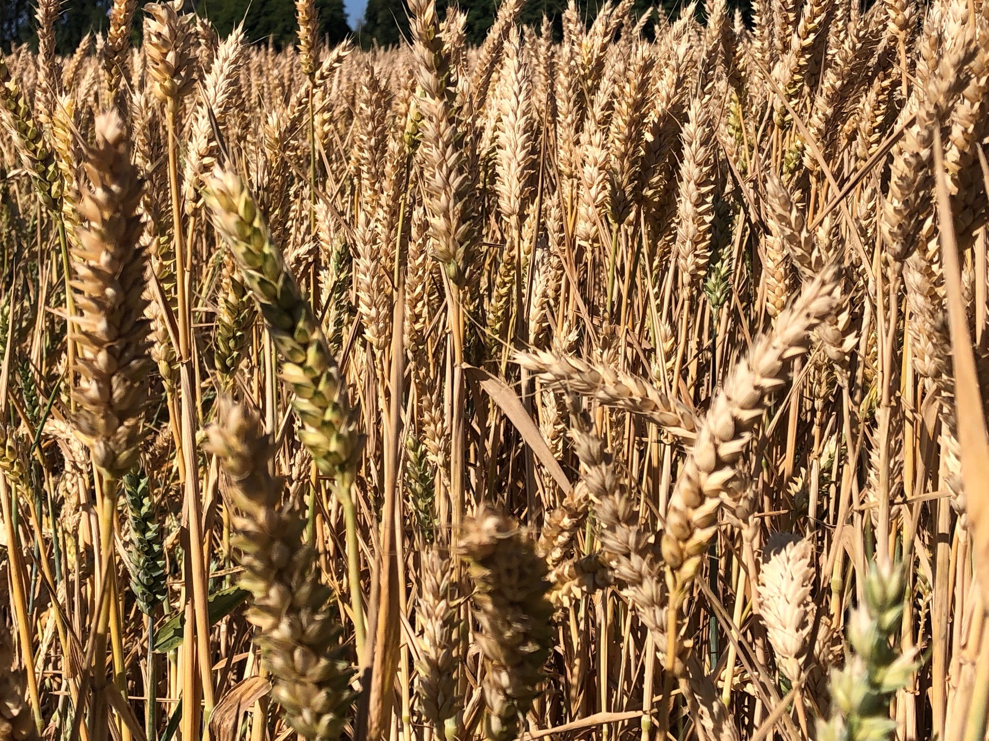 Wheat ears in field