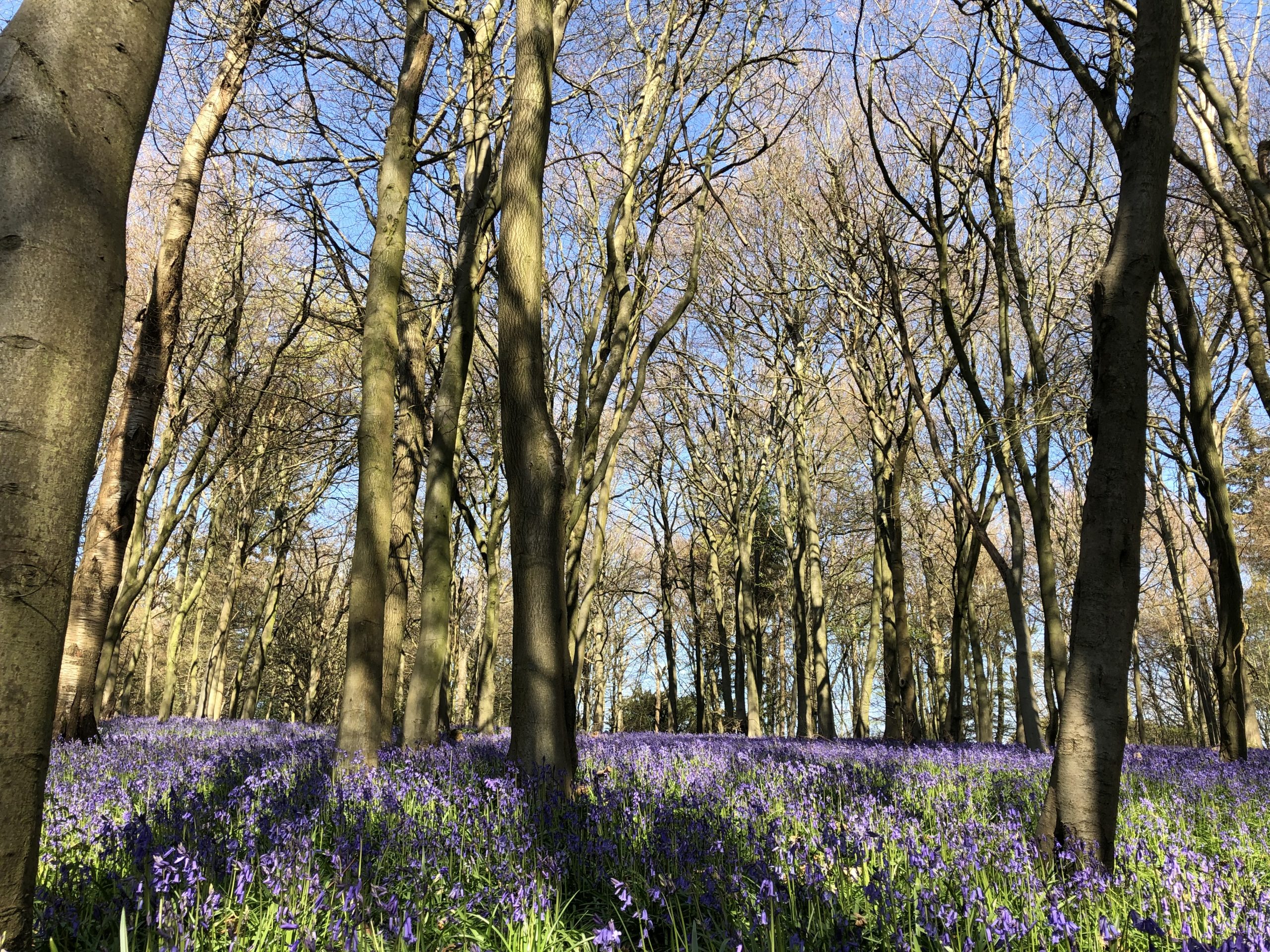 Bluebells on ground with trees above